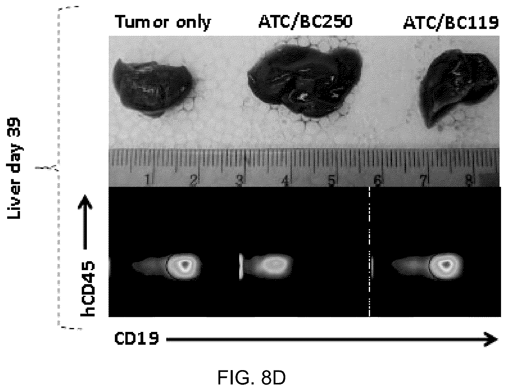 Patent US12612456 Figure 14 – CD19 antibodies and methods of using the same