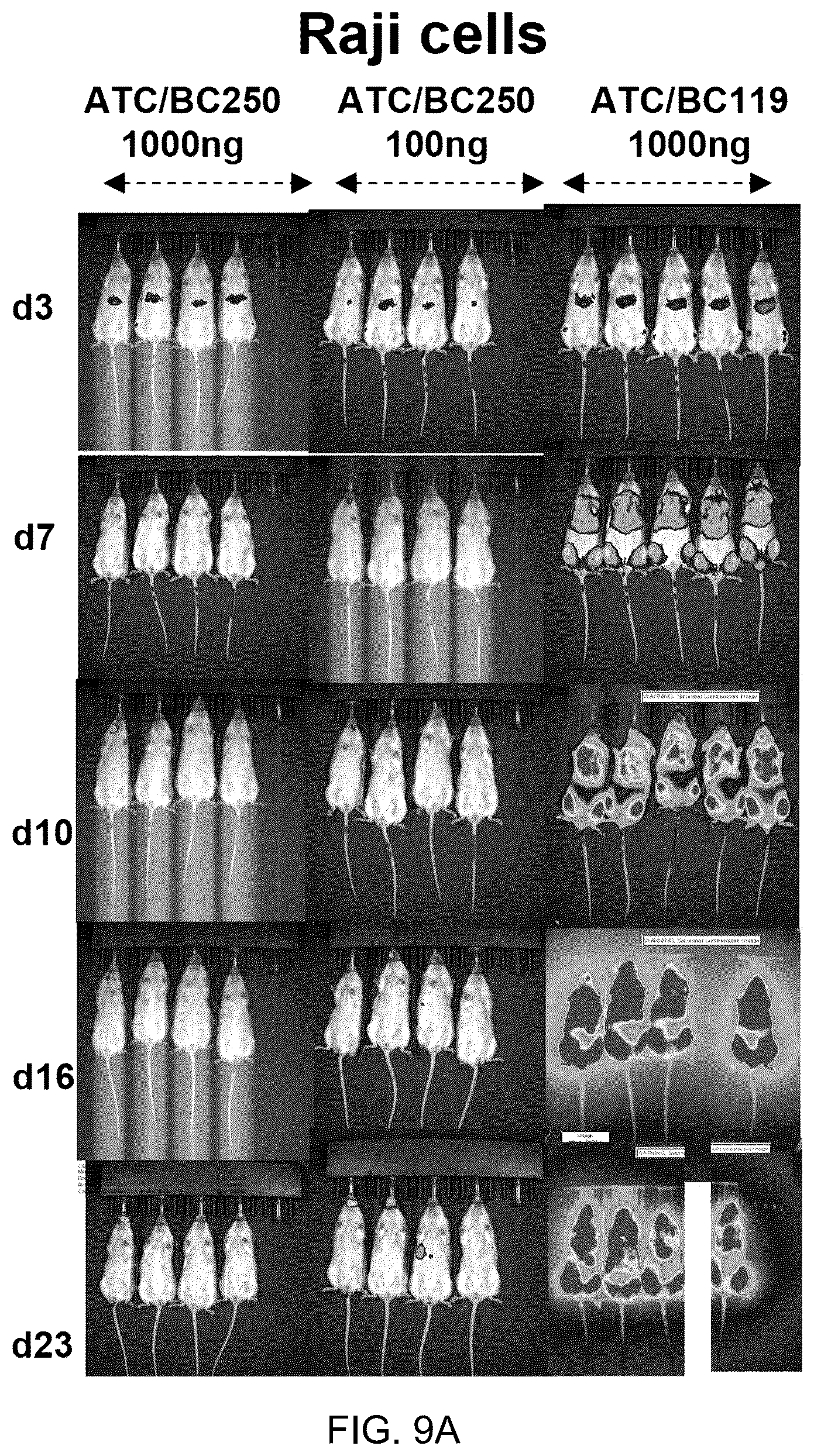 Patent US12612456 Figure 15 – CD19 antibodies and methods of using the same
