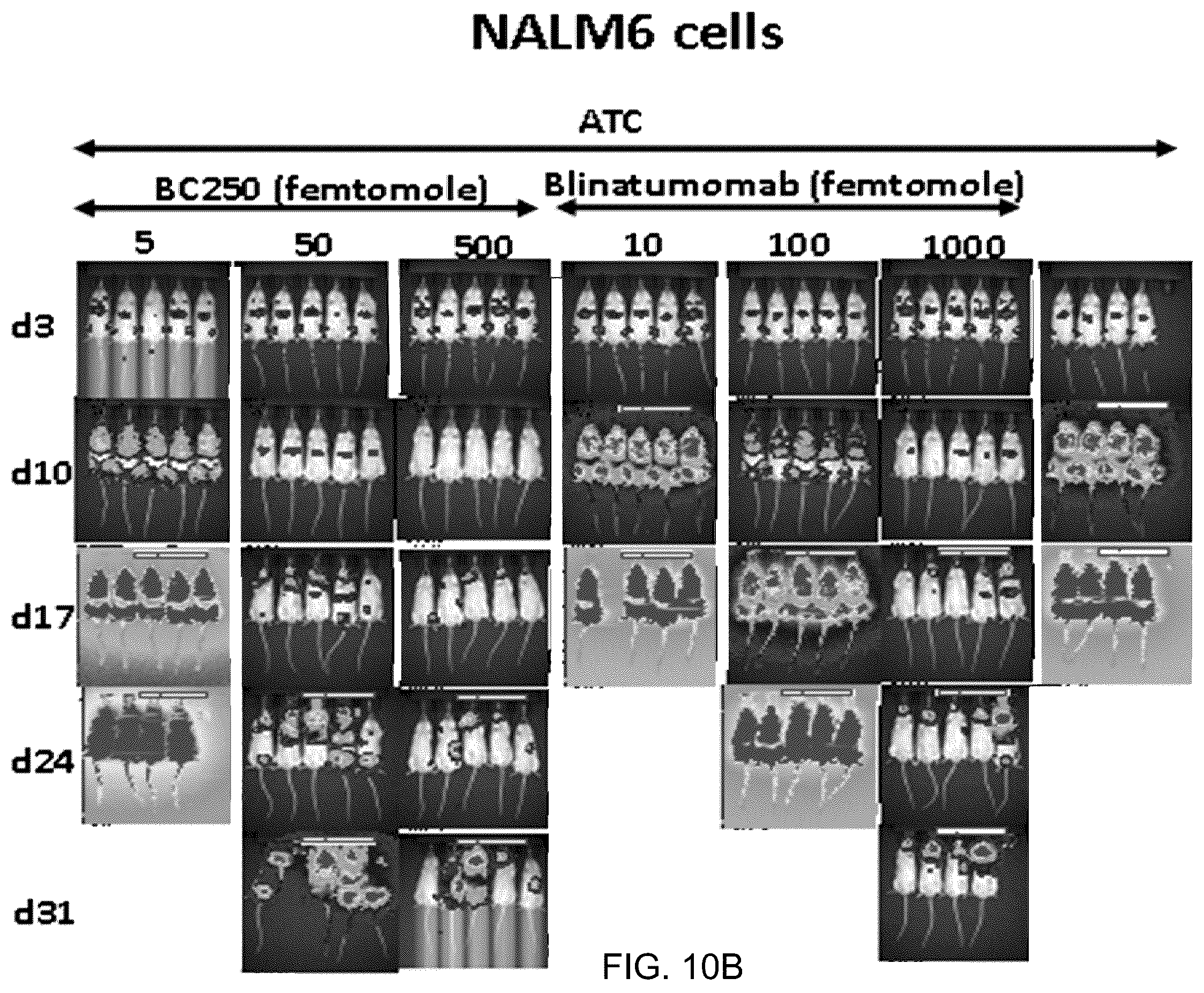 Patent US12612456 Figure 18 – CD19 antibodies and methods of using the same