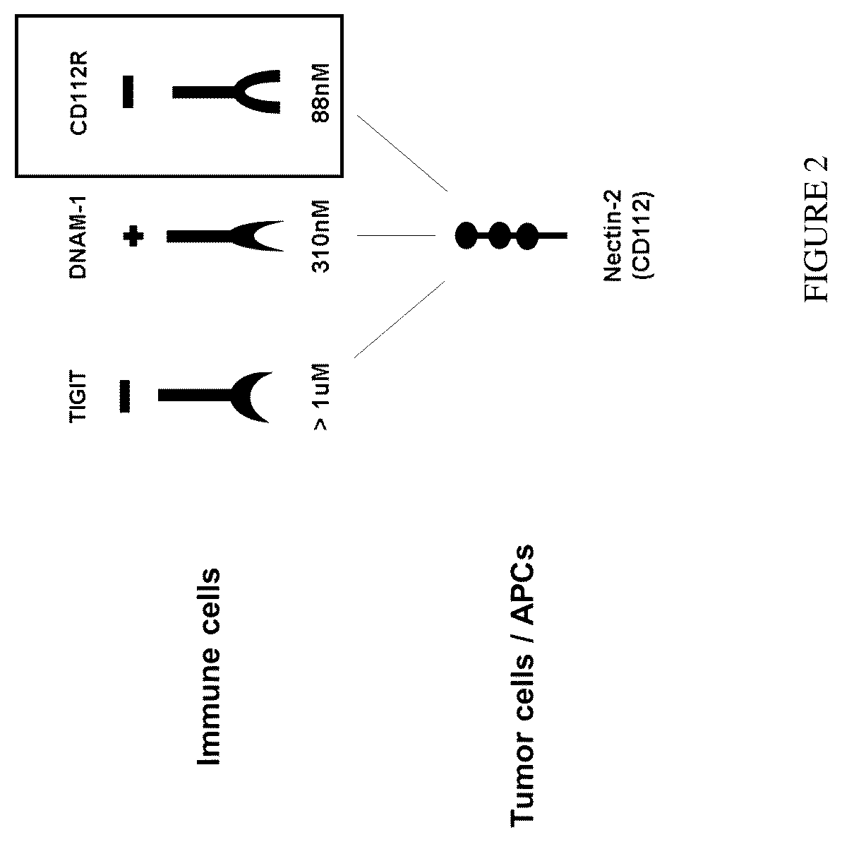 Patent US12612457 Figure 3 – Humanized antibodies against Nectin-2 and drug conjugates thereof
