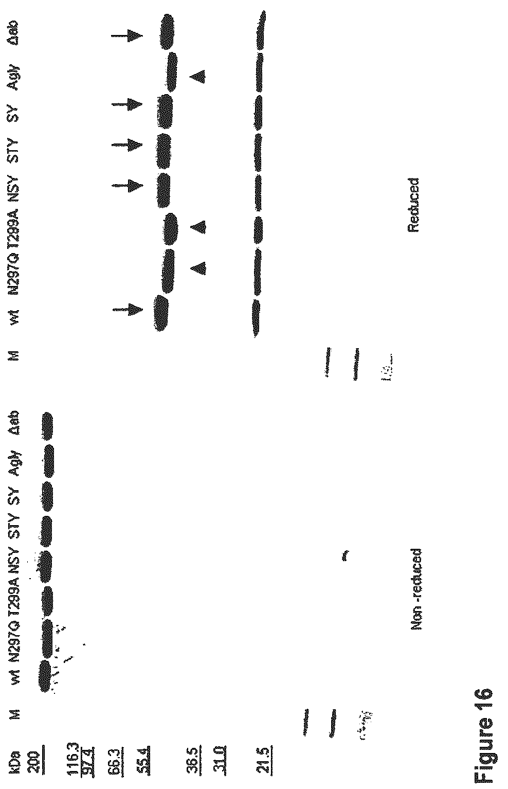Patent US12612458 Figure 16 – Anti-αβTCR antibody