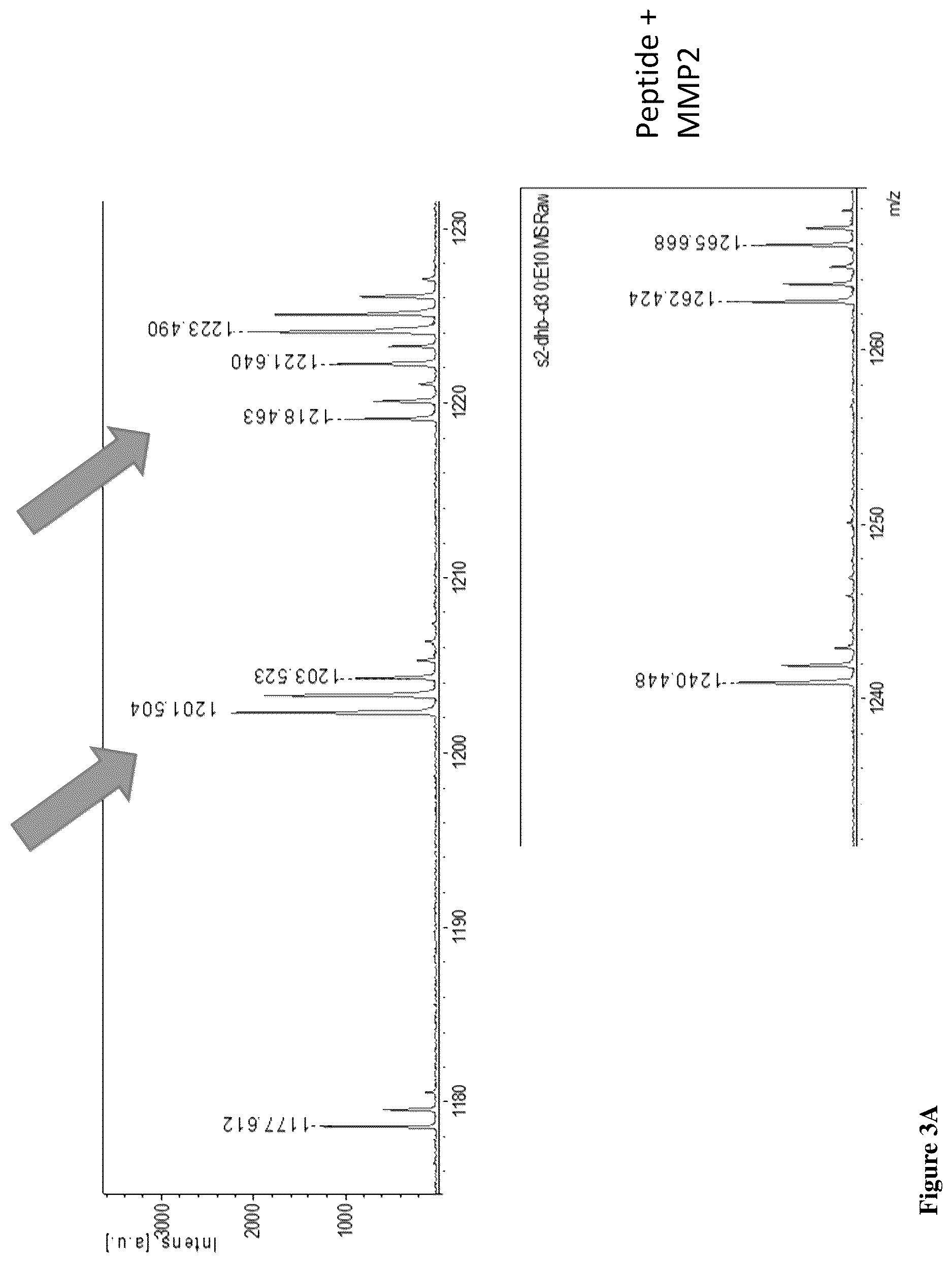 Patent US12612459 Figure 5 – Methods of identifying agents that block MCD28 cleavage by MMPS