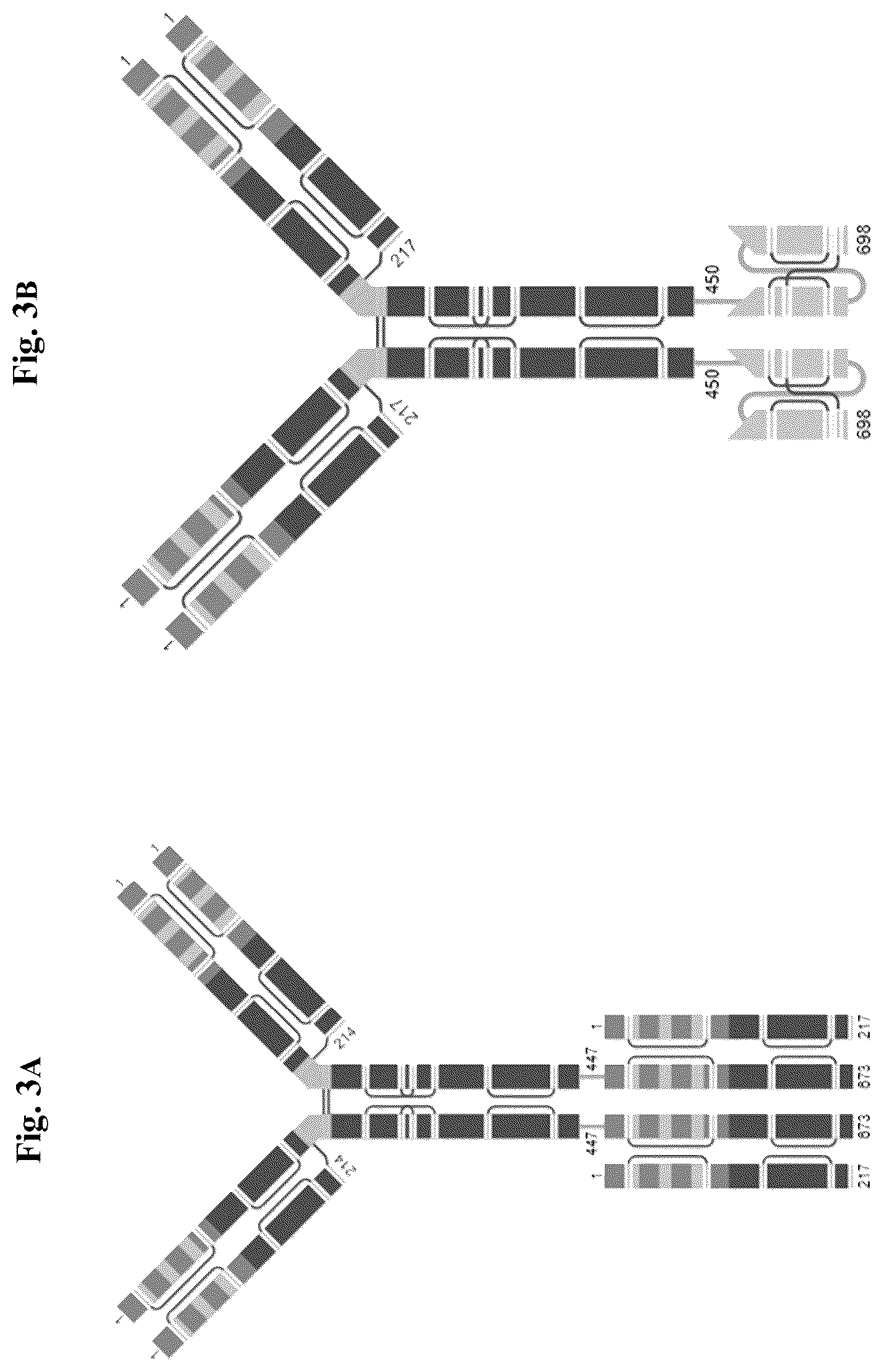 Patent US12612463 Figure 3 – Mesothelin-targeted CD40 agonistic multispecific antibody constructs for the treatment of solid tumors