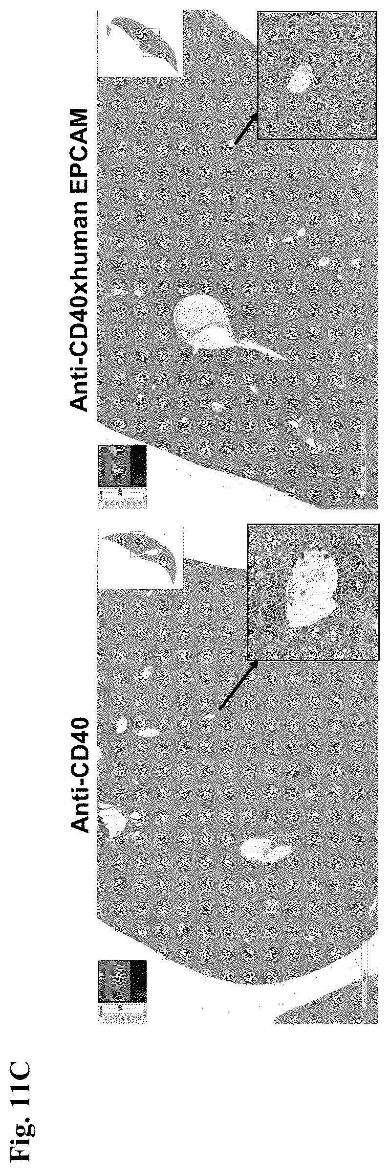 Patent US12612463 Figure 13 – Mesothelin-targeted CD40 agonistic multispecific antibody constructs for the treatment of solid tumors