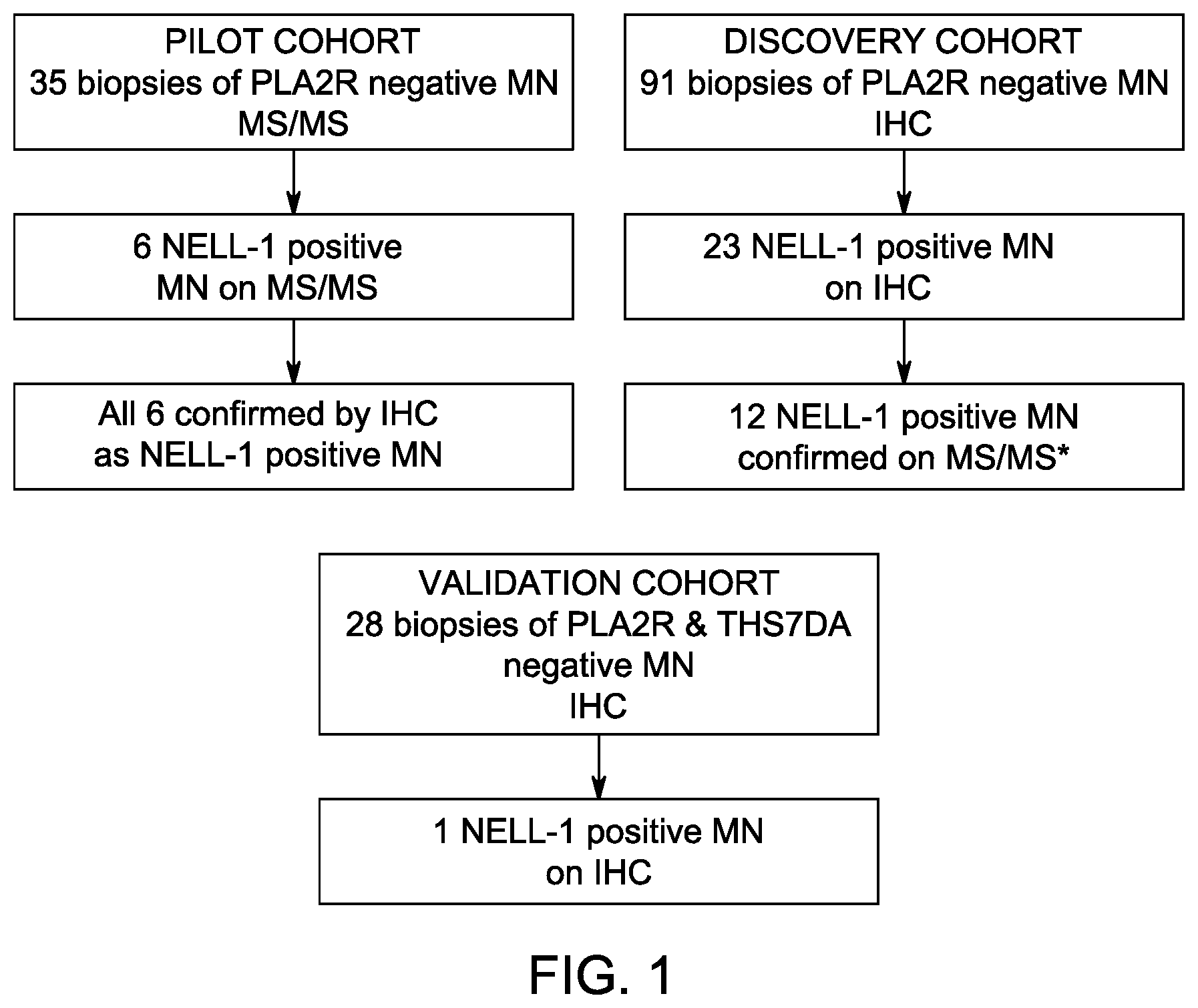Patent US12612464 Figure 1 – Autoantibody specifically binding to NELL-1 and elevated NELL-1 polypeptide levels for identifying and treating membranous nephropathy