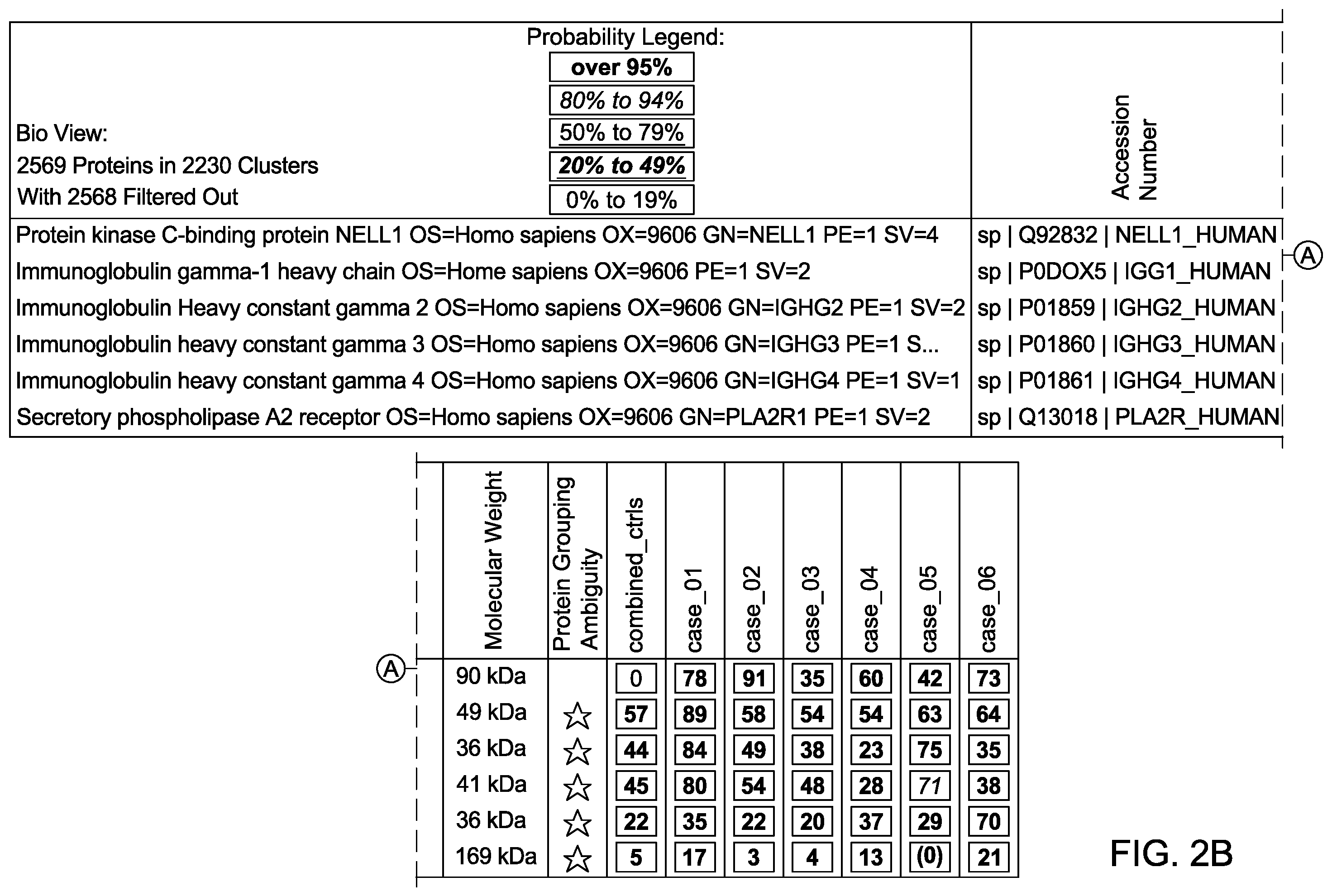 Patent US12612464 Figure 3 – Autoantibody specifically binding to NELL-1 and elevated NELL-1 polypeptide levels for identifying and treating membranous nephropathy