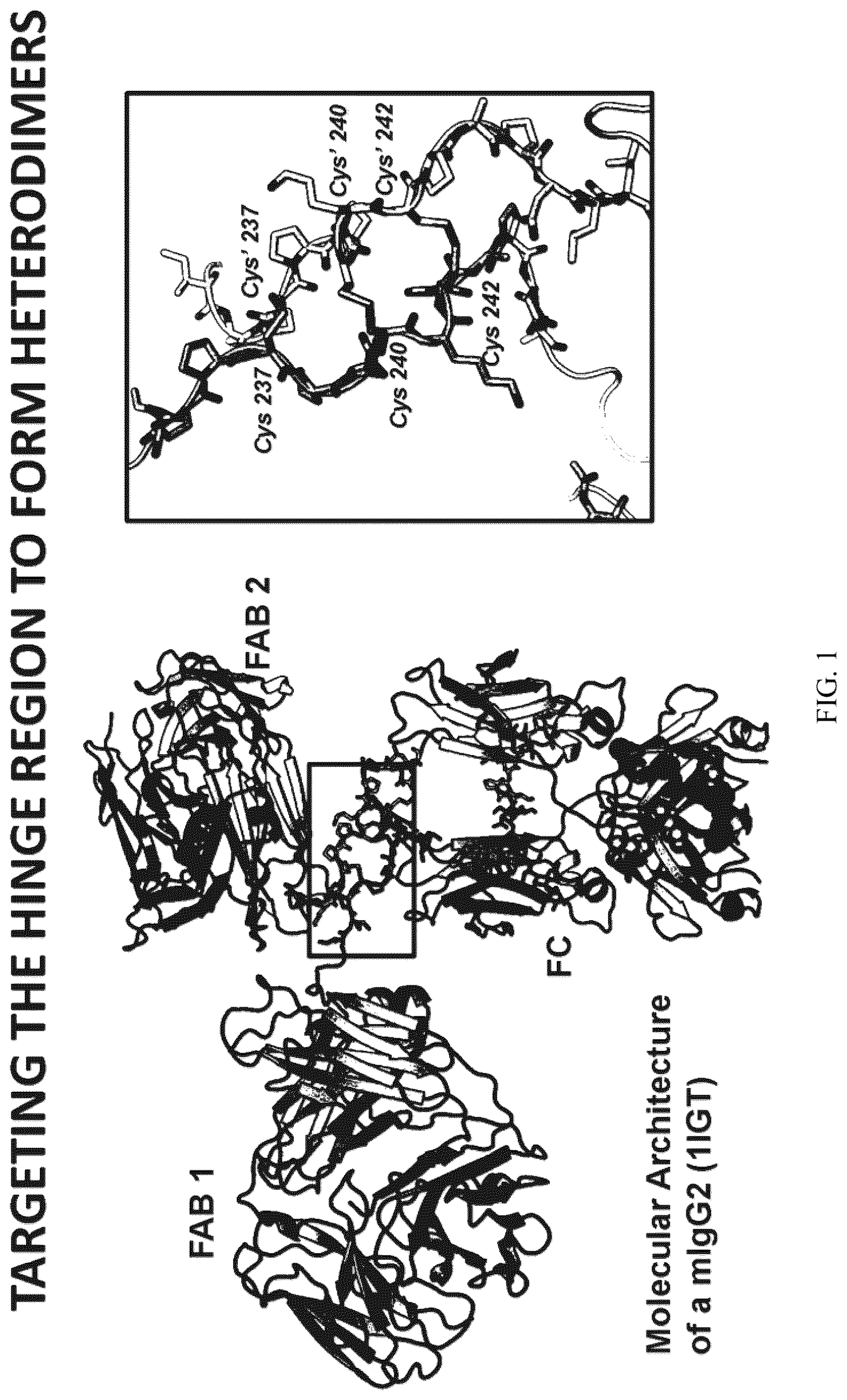 Patent US12612468 Figure 1 – Engineering the hinge region to drive antibody dimerization