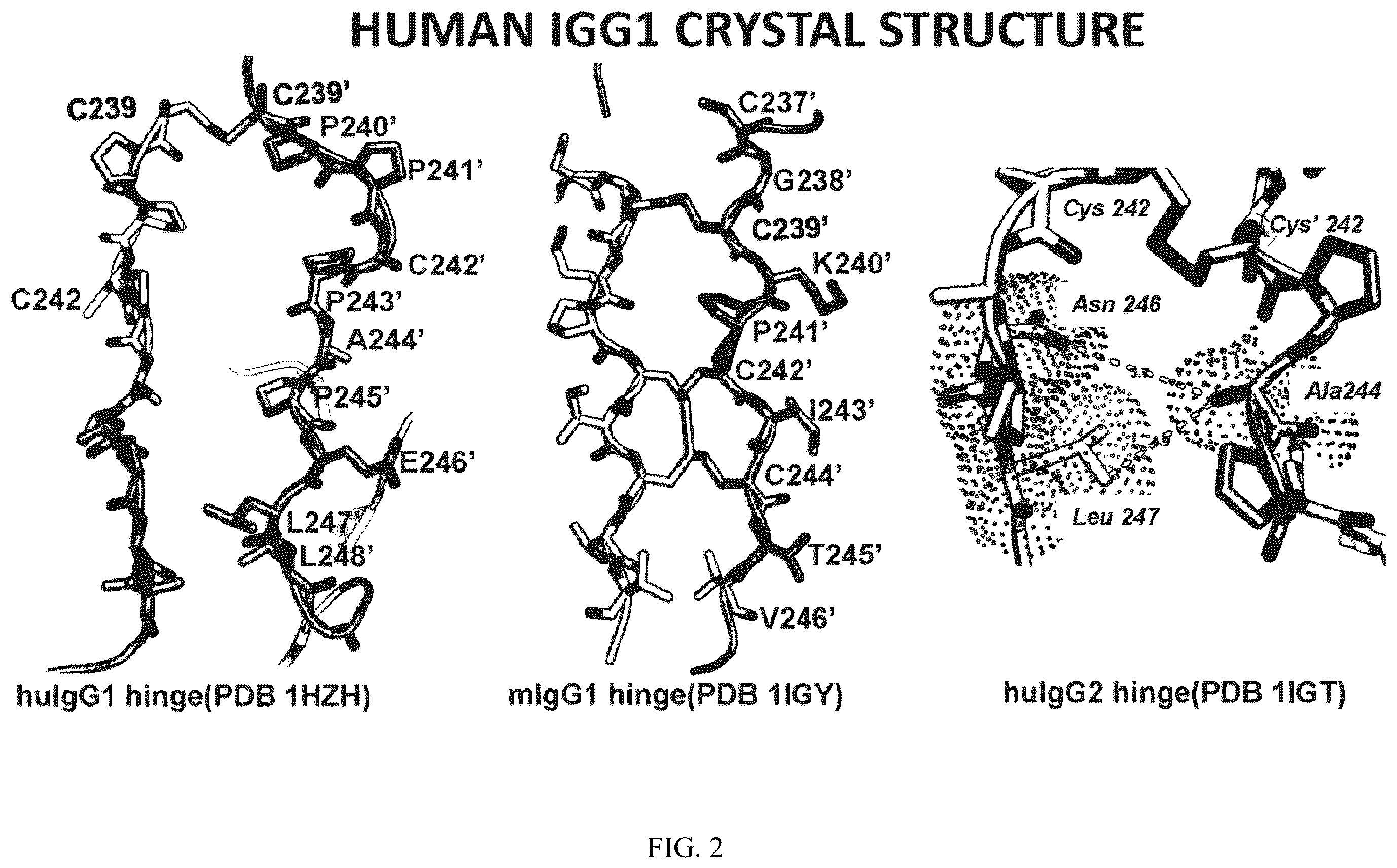 Patent US12612468 Figure 2 – Engineering the hinge region to drive antibody dimerization