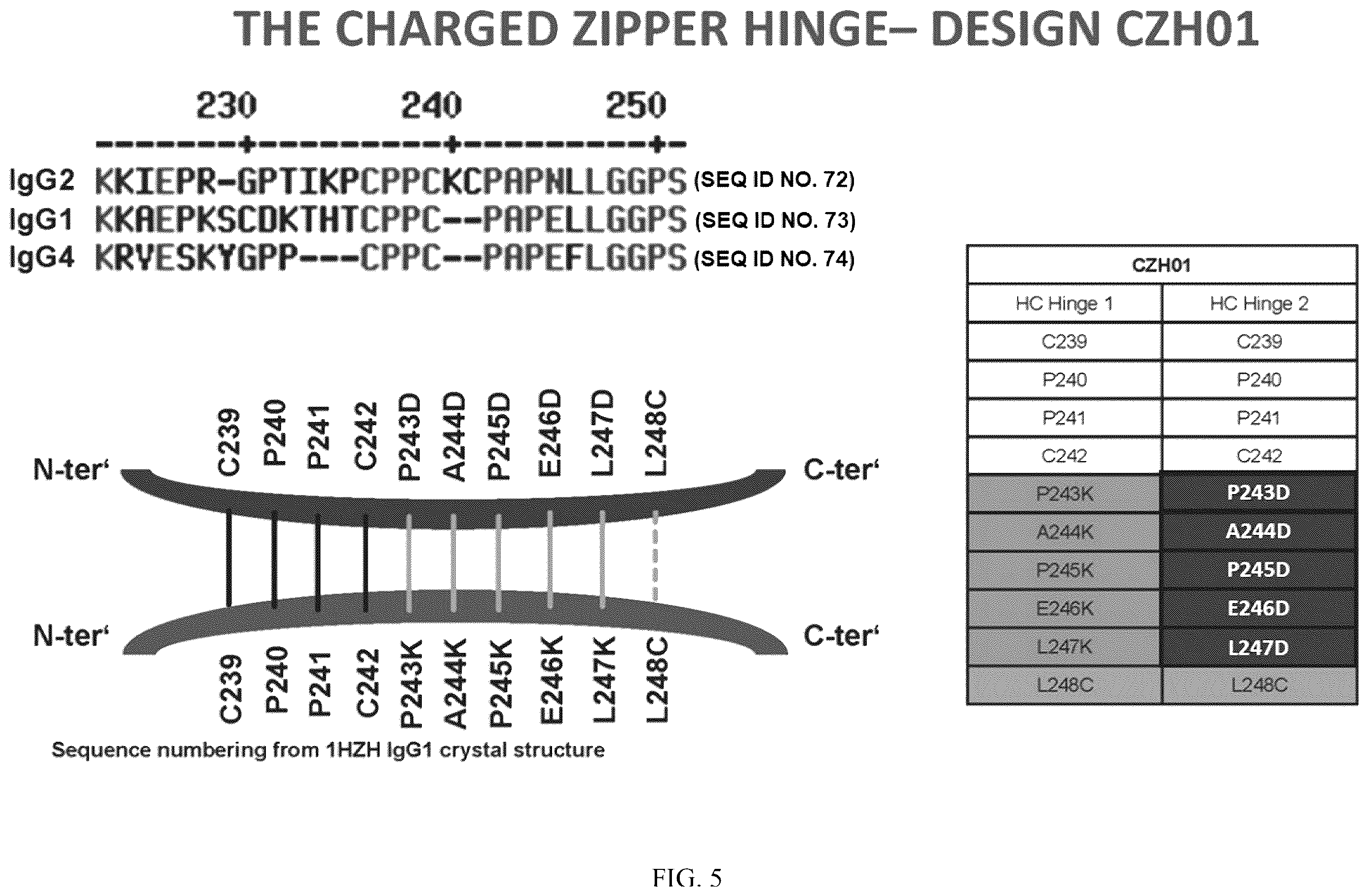 Patent US12612468 Figure 5 – Engineering the hinge region to drive antibody dimerization
