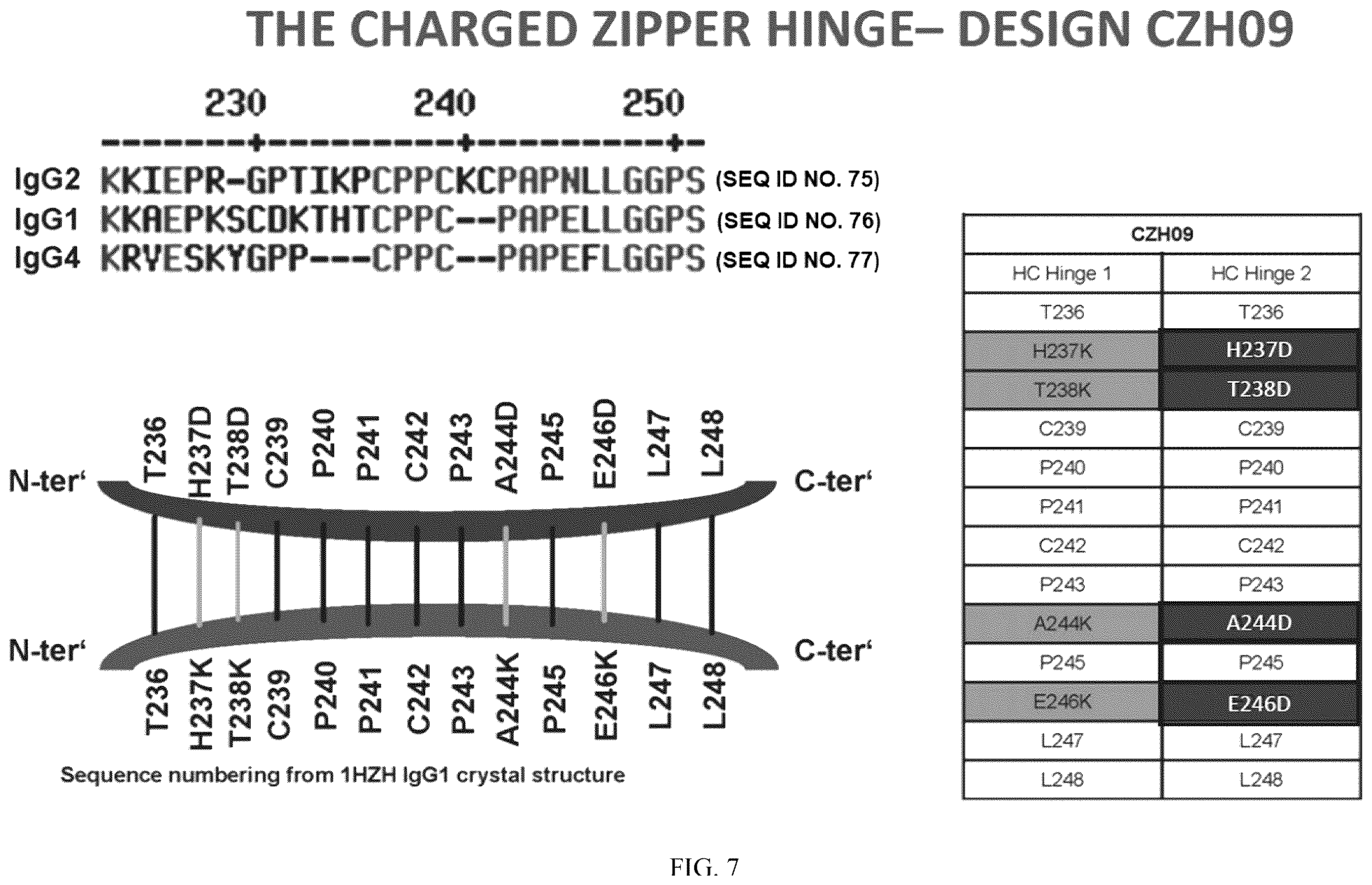 Patent US12612468 Figure 7 – Engineering the hinge region to drive antibody dimerization