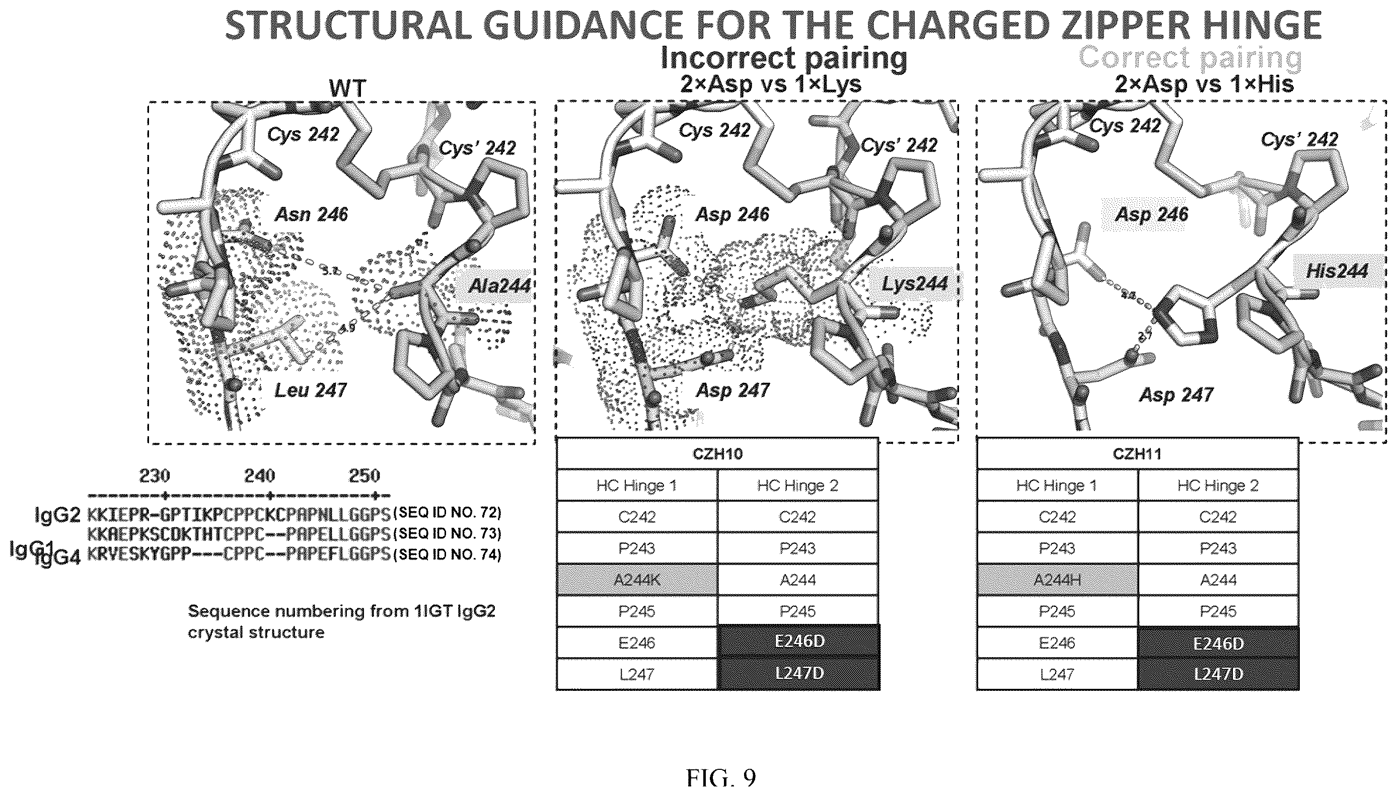 Patent US12612468 Figure 9 – Engineering the hinge region to drive antibody dimerization