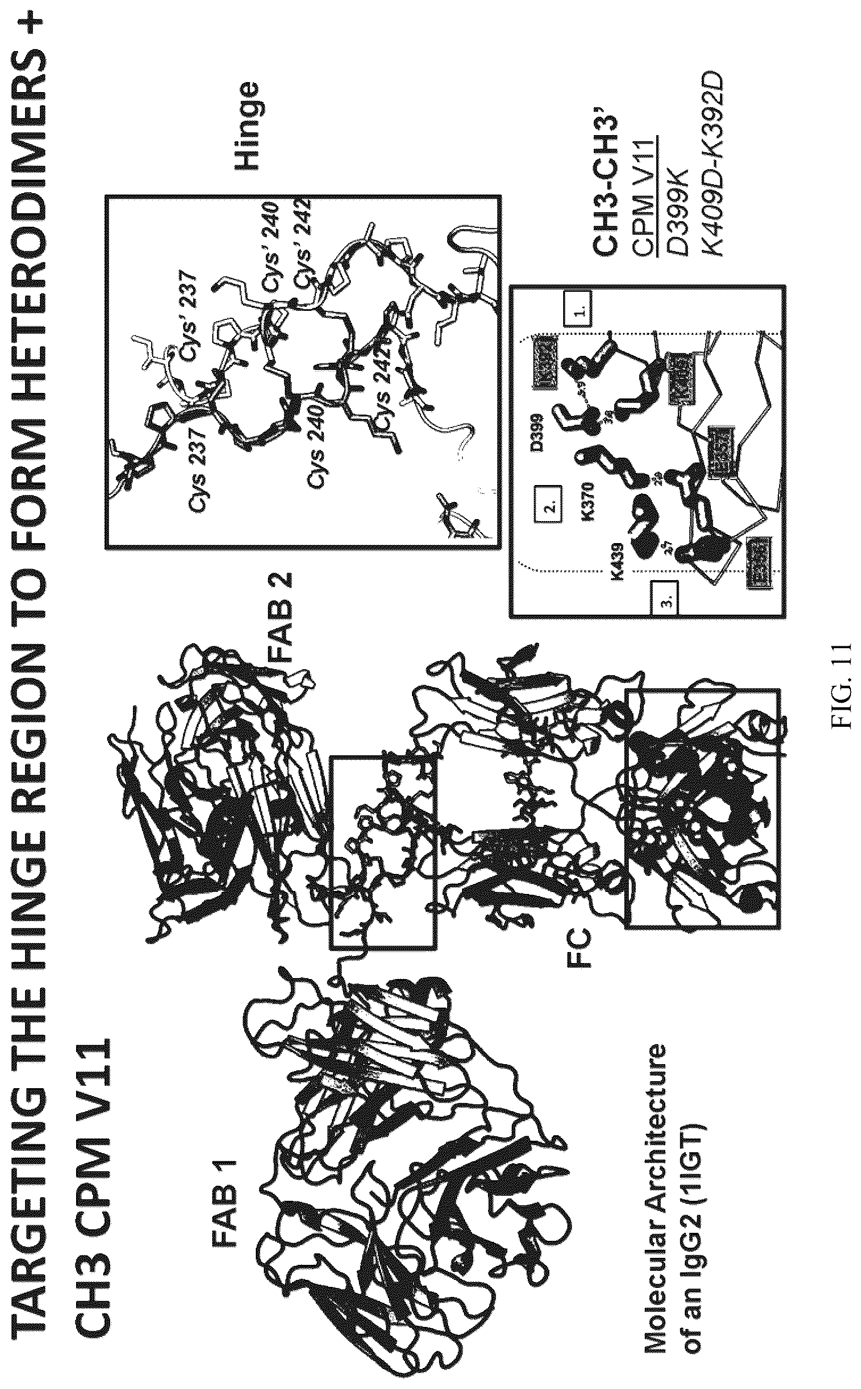 Patent US12612468 Figure 11 – Engineering the hinge region to drive antibody dimerization