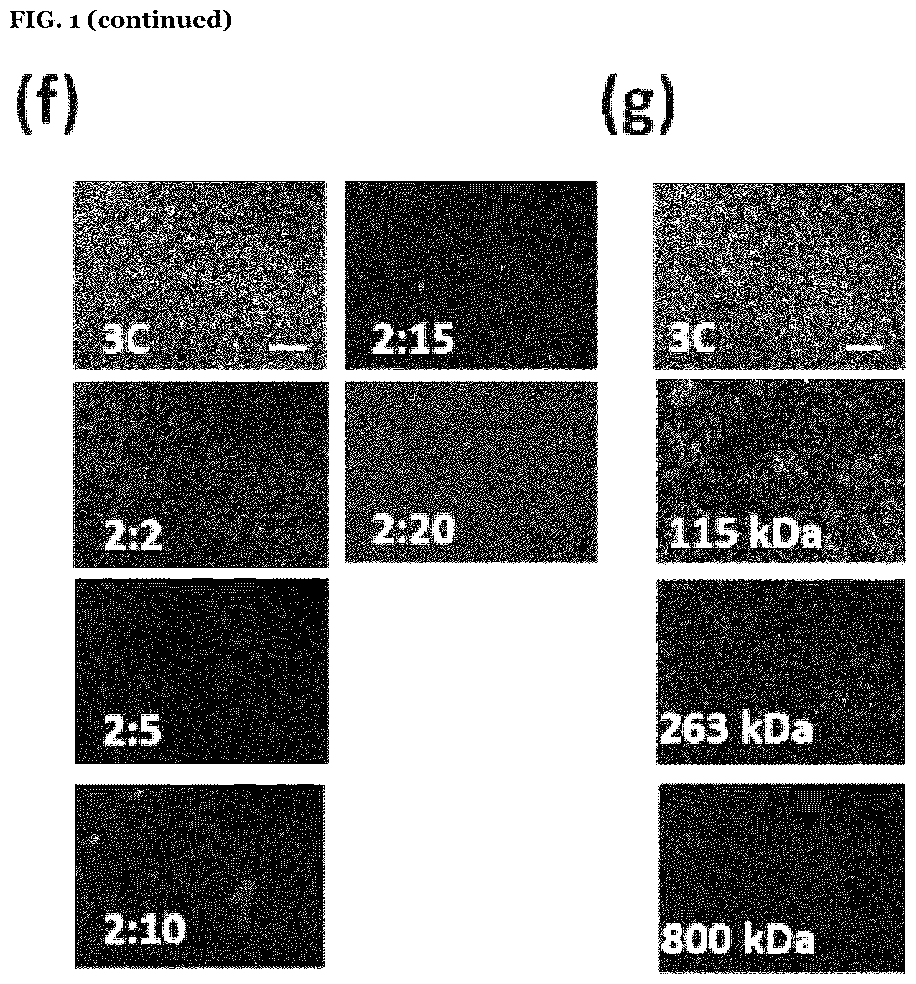 Patent US12612531 Figure 5 – Polymeric binder and high molecular weight polymer antifouling compositions