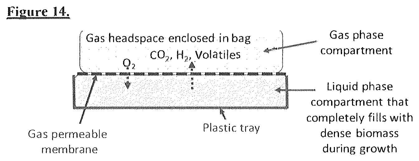 Patent US12612593 Figure 8 – Food materials comprising filamentous fungal particles and membrane bioreactor design
