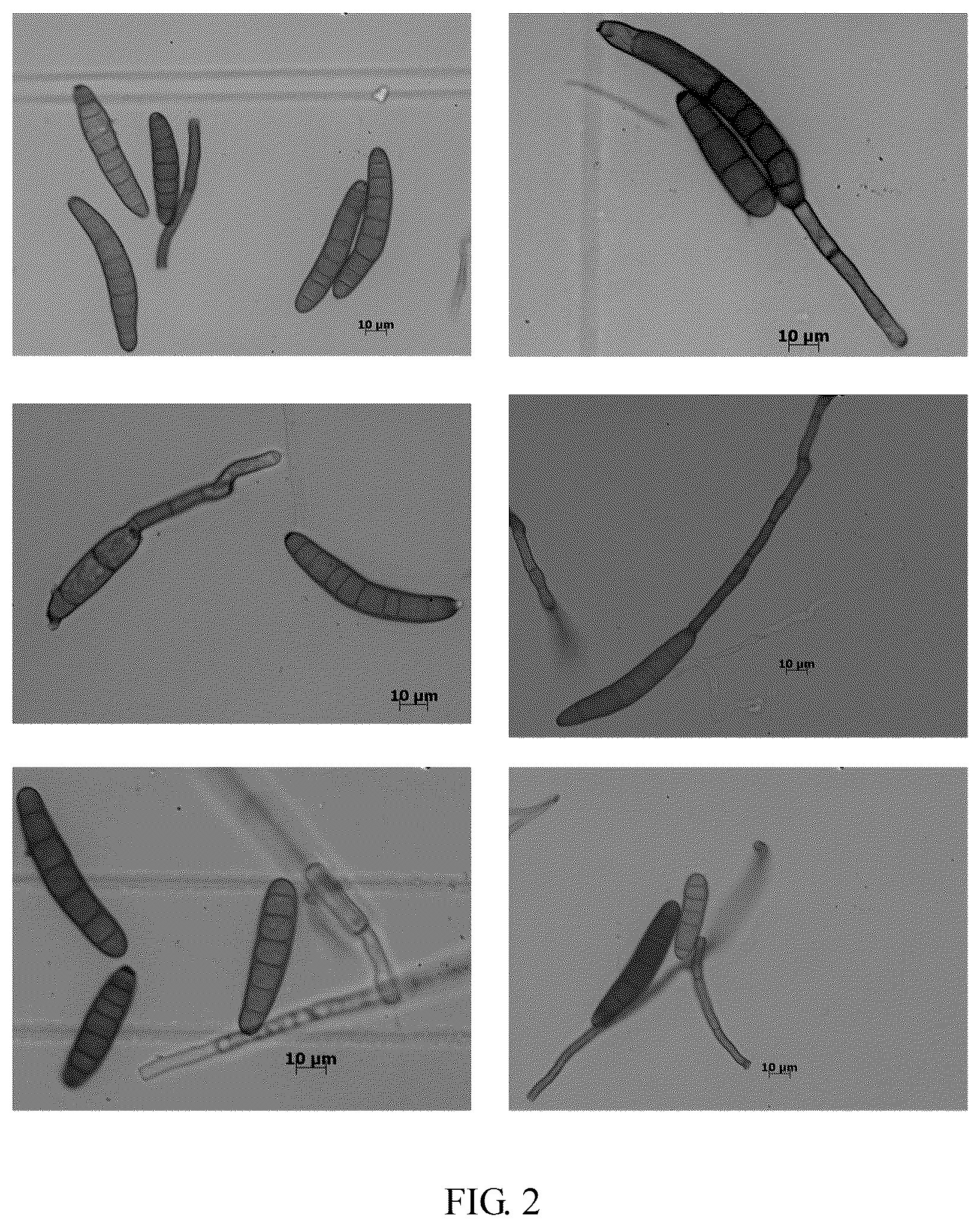 Patent US12612594 Figure 2 – Bipolaris yamadae (Y. Nisik.) shoemaker, and screening and identification method therefor and use thereof