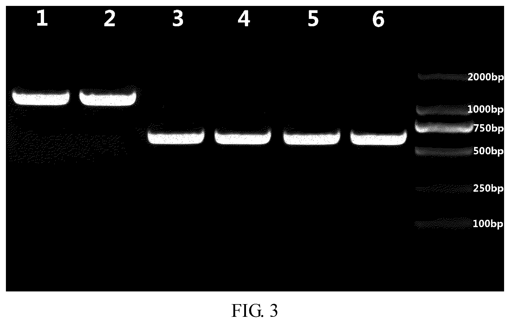 Patent US12612594 Figure 3 – Bipolaris yamadae (Y. Nisik.) shoemaker, and screening and identification method therefor and use thereof