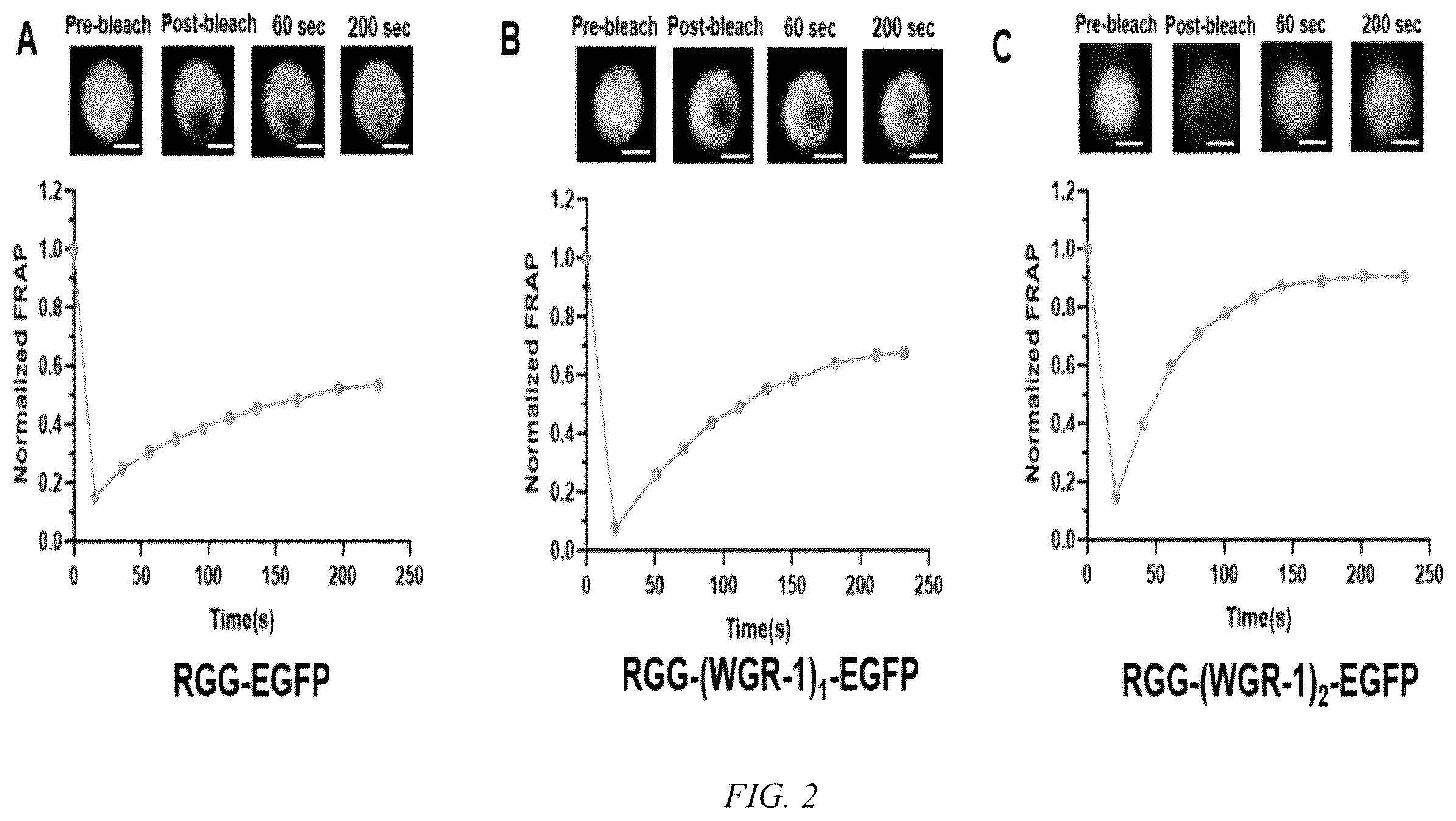 Patent US12612595 Figure 2 – Method for forming reversible membraneless organelle in microorganisms