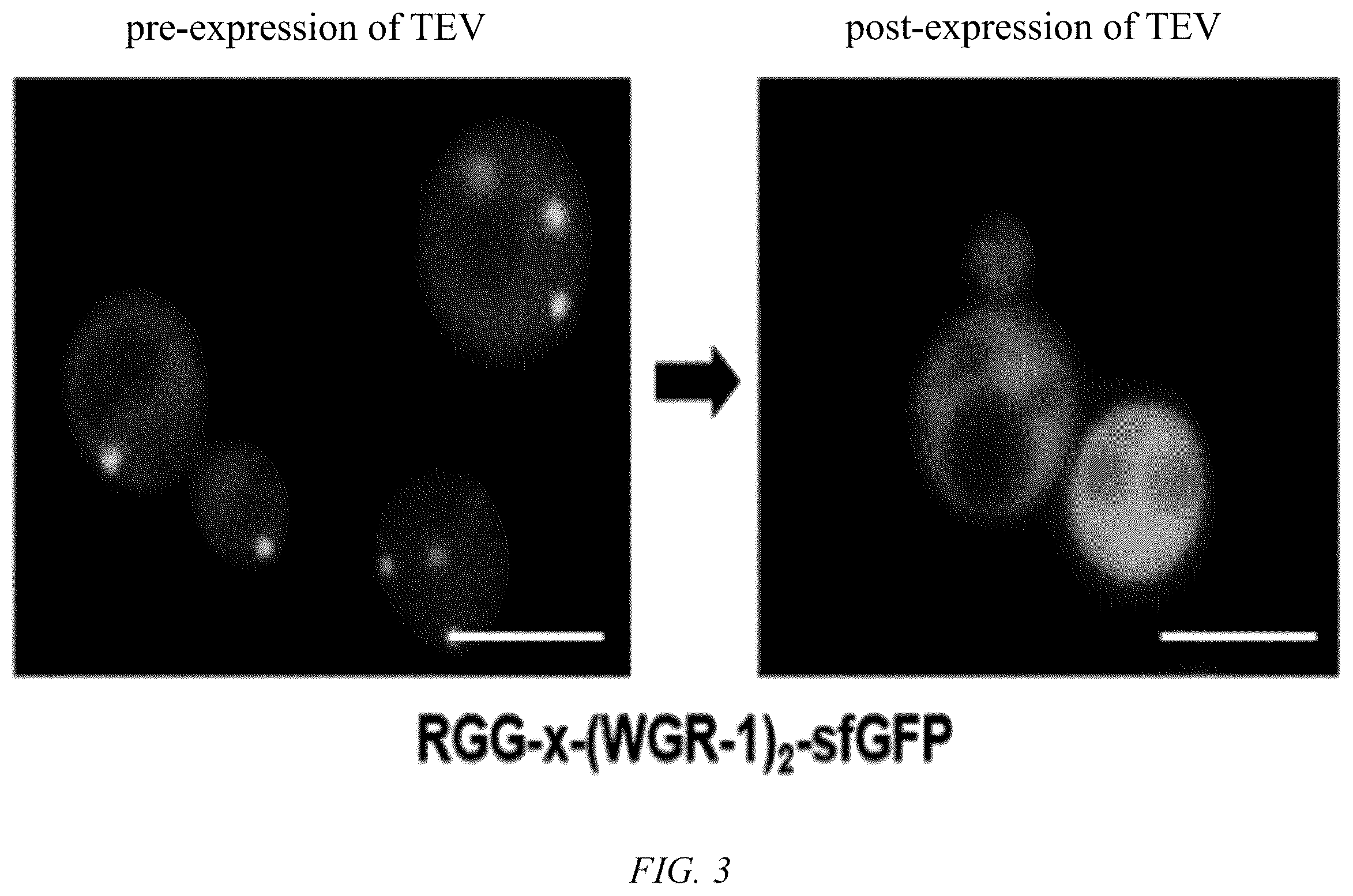 Patent US12612595 Figure 3 – Method for forming reversible membraneless organelle in microorganisms