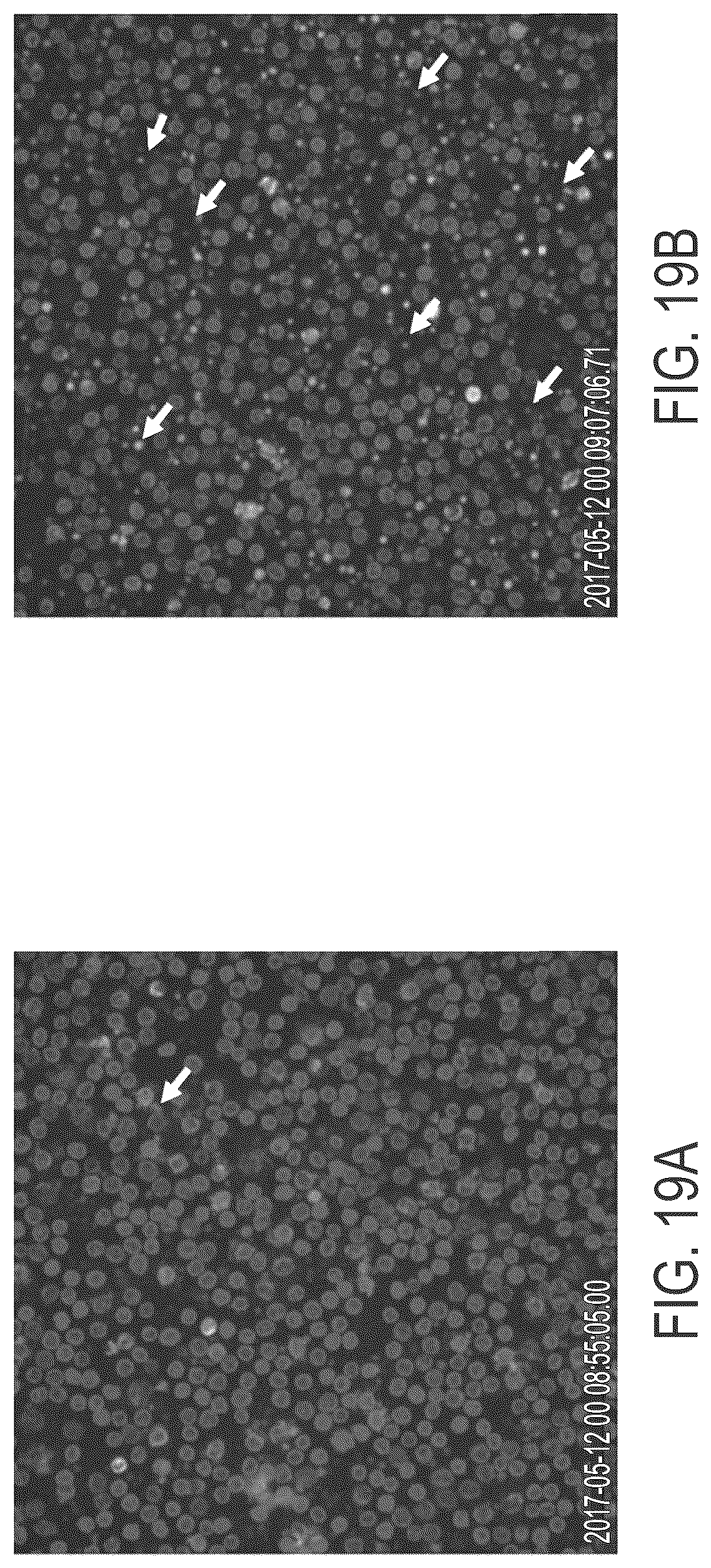 Patent US12612597 Figure 19 – Methods for preparing therapeutically active cells using microfluidics