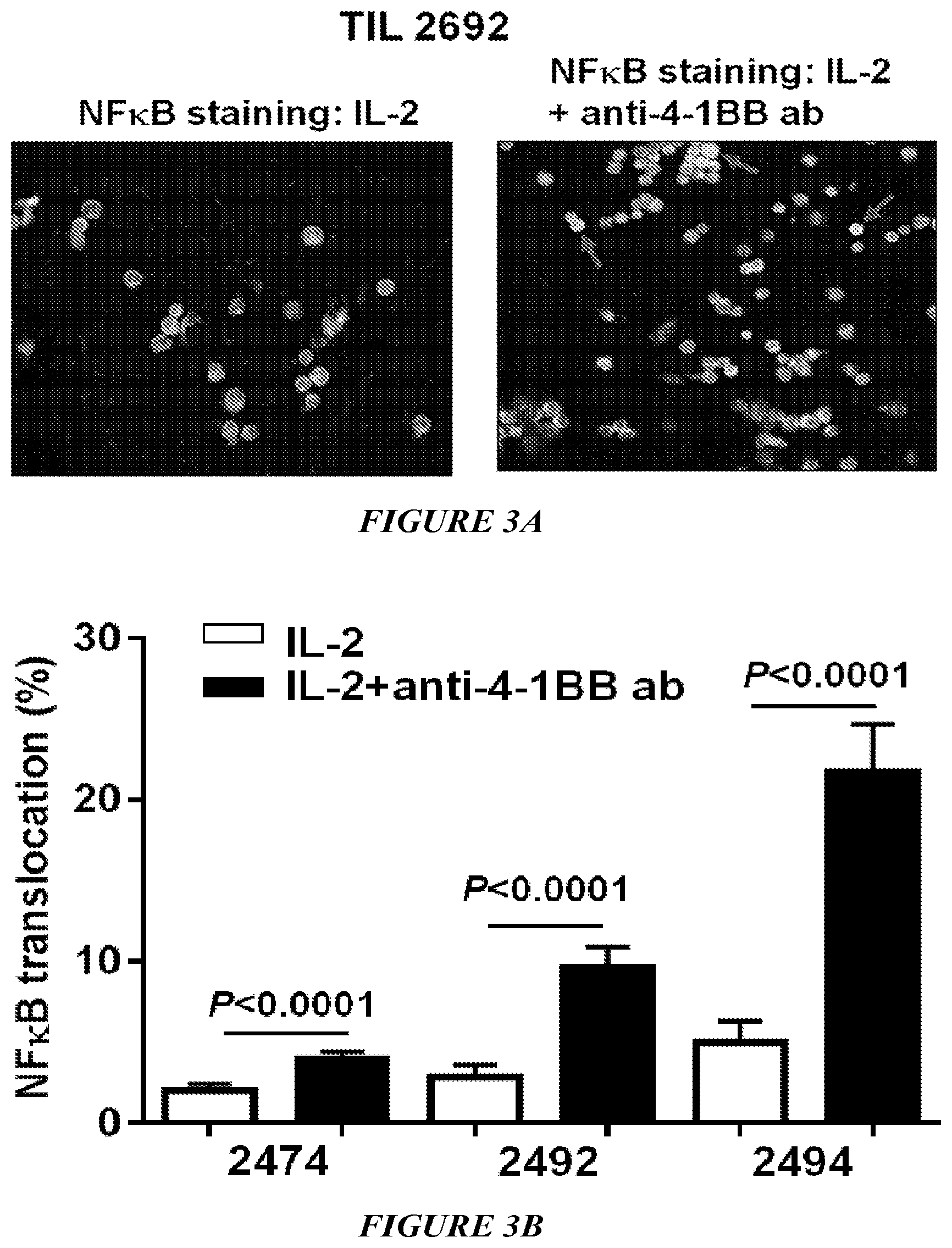Patent US12612598 Figure 3 – Enhanced expansion of tumor-infiltrating lymphocytes for adoptive cell therapy