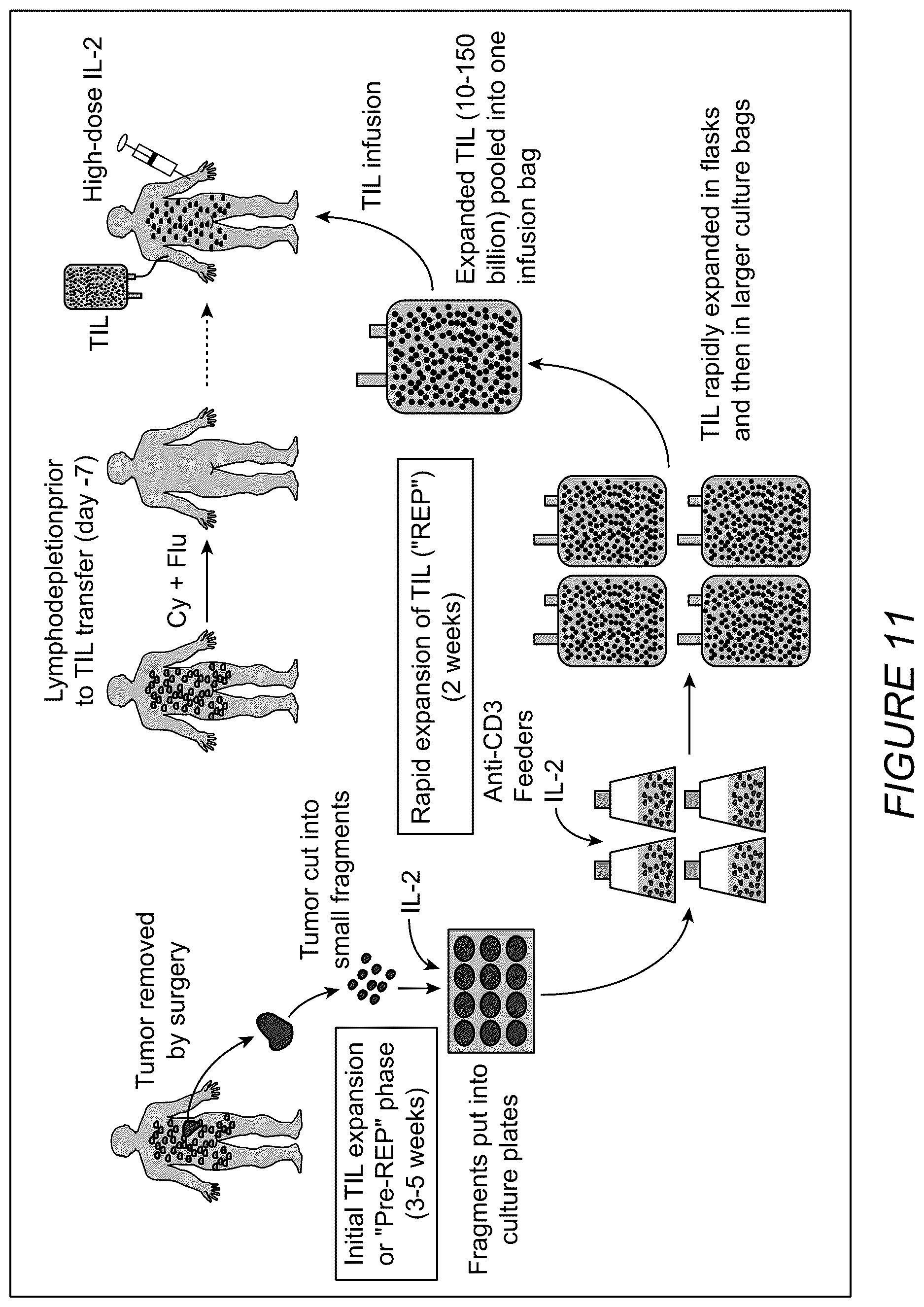 Patent US12612598 Figure 12 – Enhanced expansion of tumor-infiltrating lymphocytes for adoptive cell therapy
