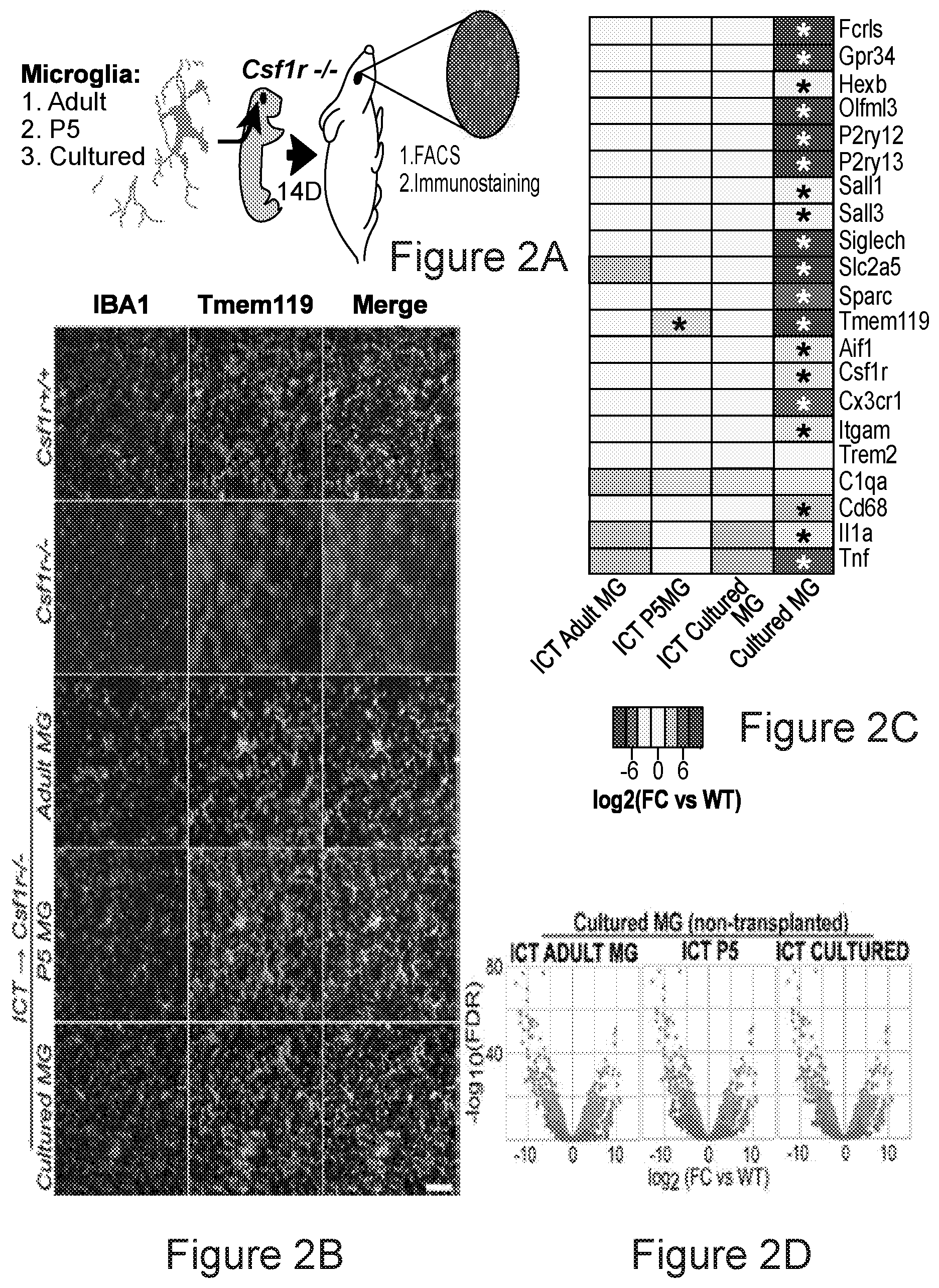 Patent US12612599 Figure 6 – Compositions and methods for microglia replacement therapy