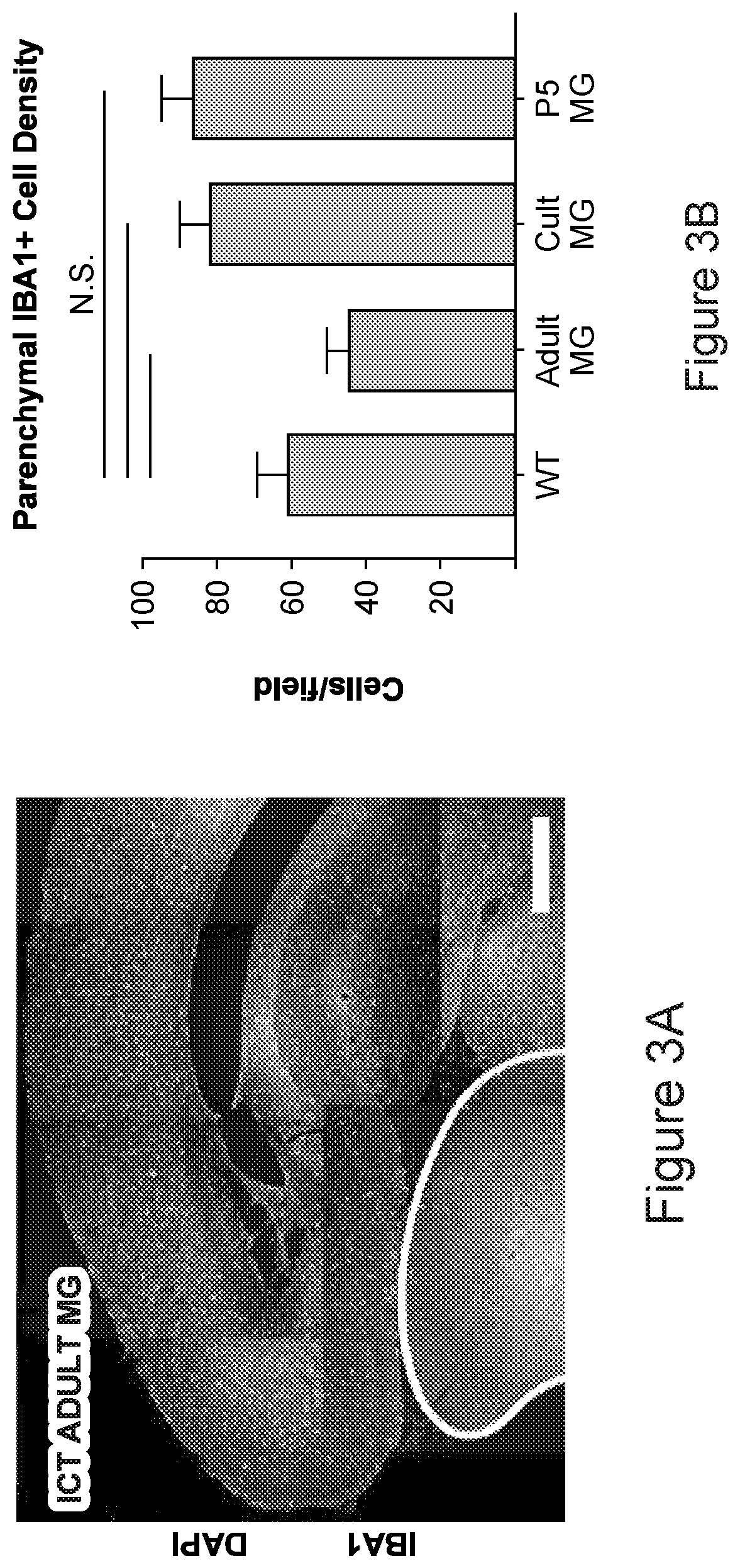 Patent US12612599 Figure 7 – Compositions and methods for microglia replacement therapy