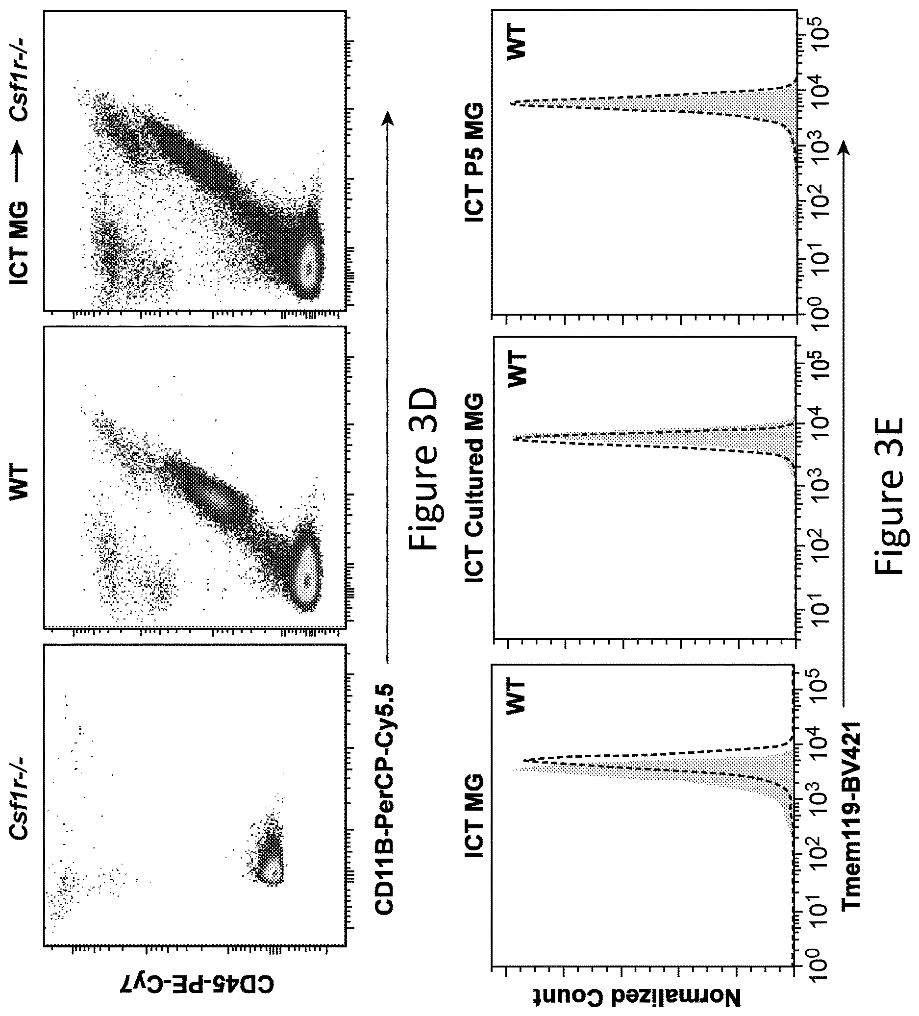 Patent US12612599 Figure 9 – Compositions and methods for microglia replacement therapy