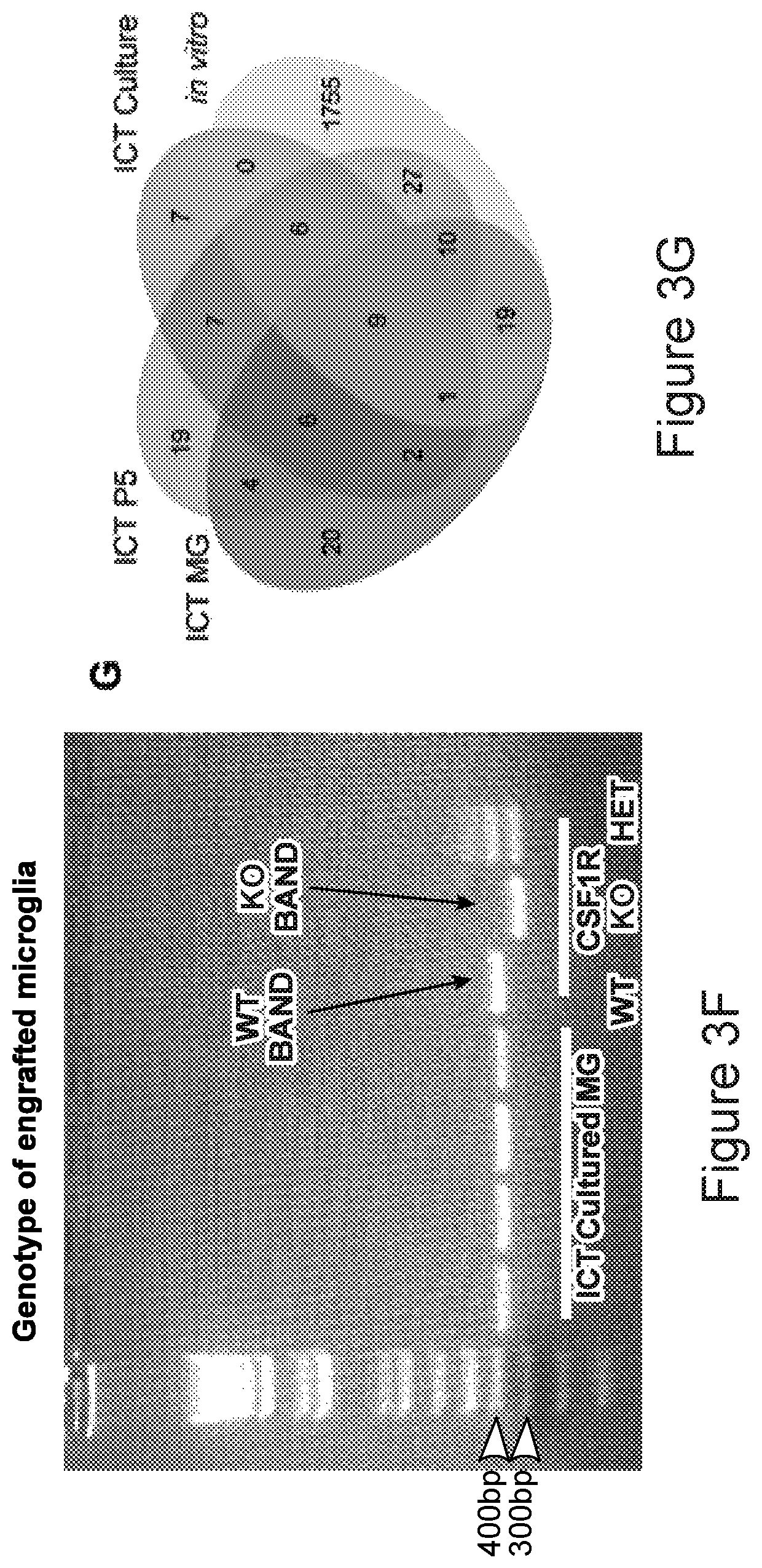 Patent US12612599 Figure 10 – Compositions and methods for microglia replacement therapy