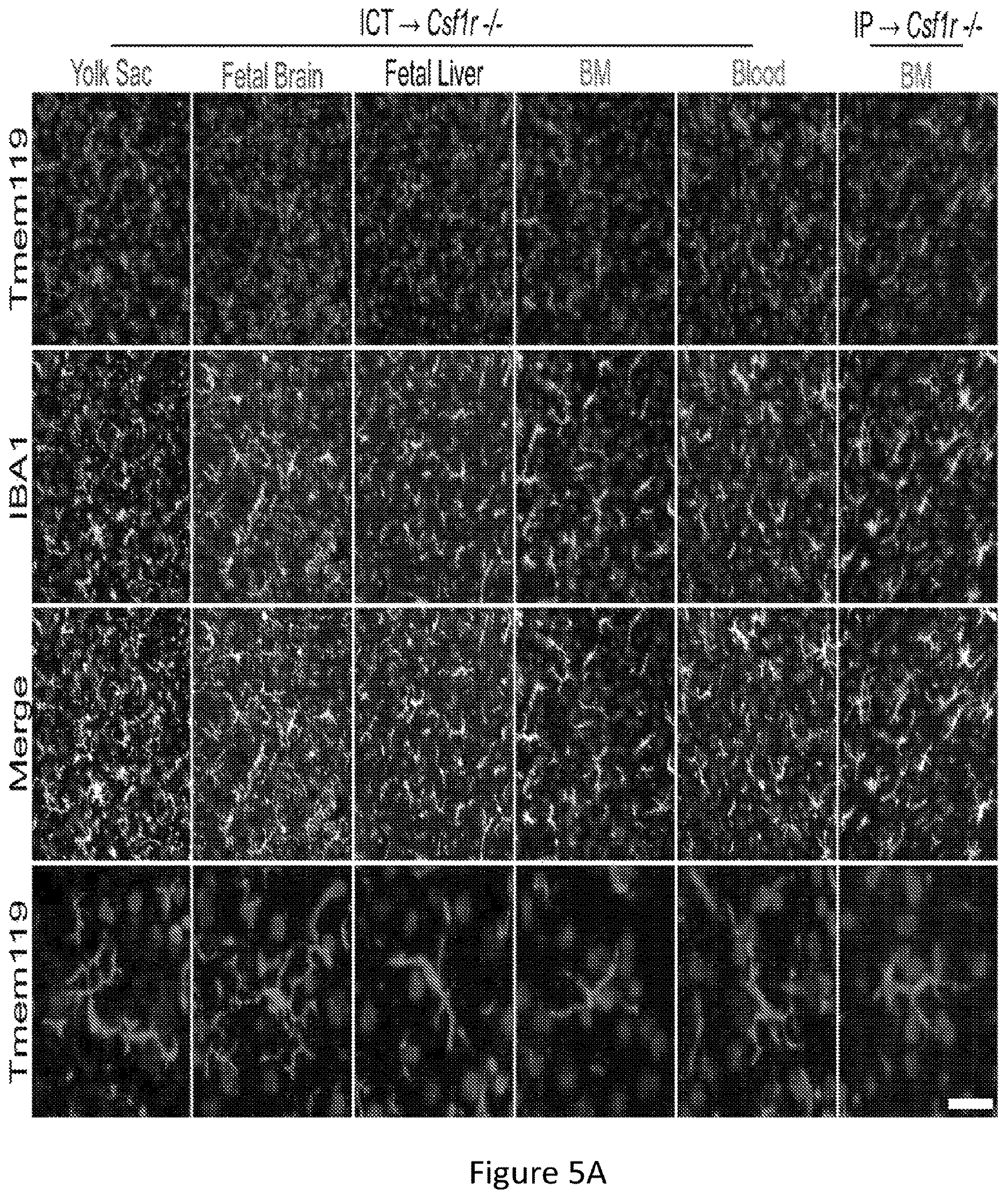 Patent US12612599 Figure 12 – Compositions and methods for microglia replacement therapy
