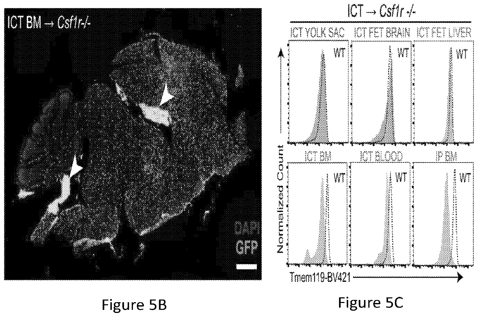 Patent US12612599 Figure 13 – Compositions and methods for microglia replacement therapy