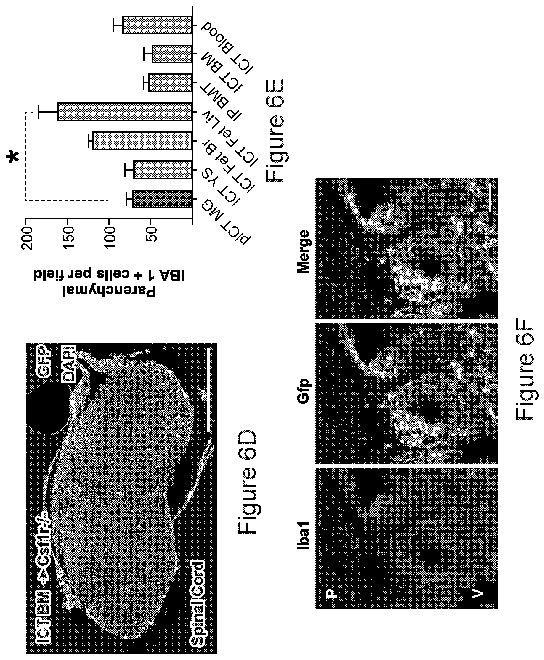 Patent US12612599 Figure 17 – Compositions and methods for microglia replacement therapy