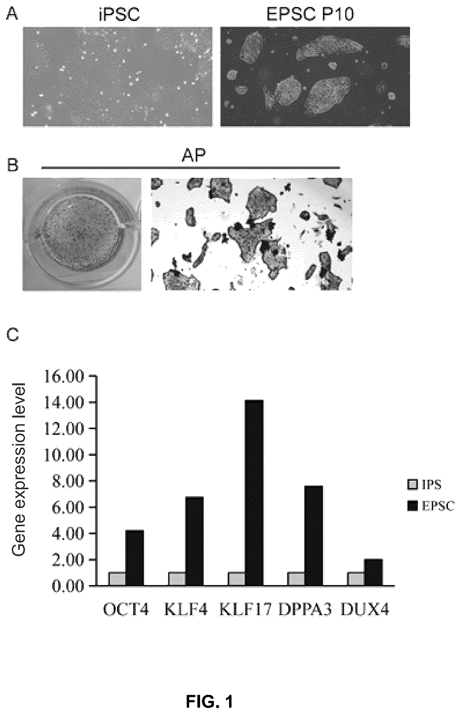 Patent US12612600 Figure 1 – Methods for preparing mesenchymal stem cells