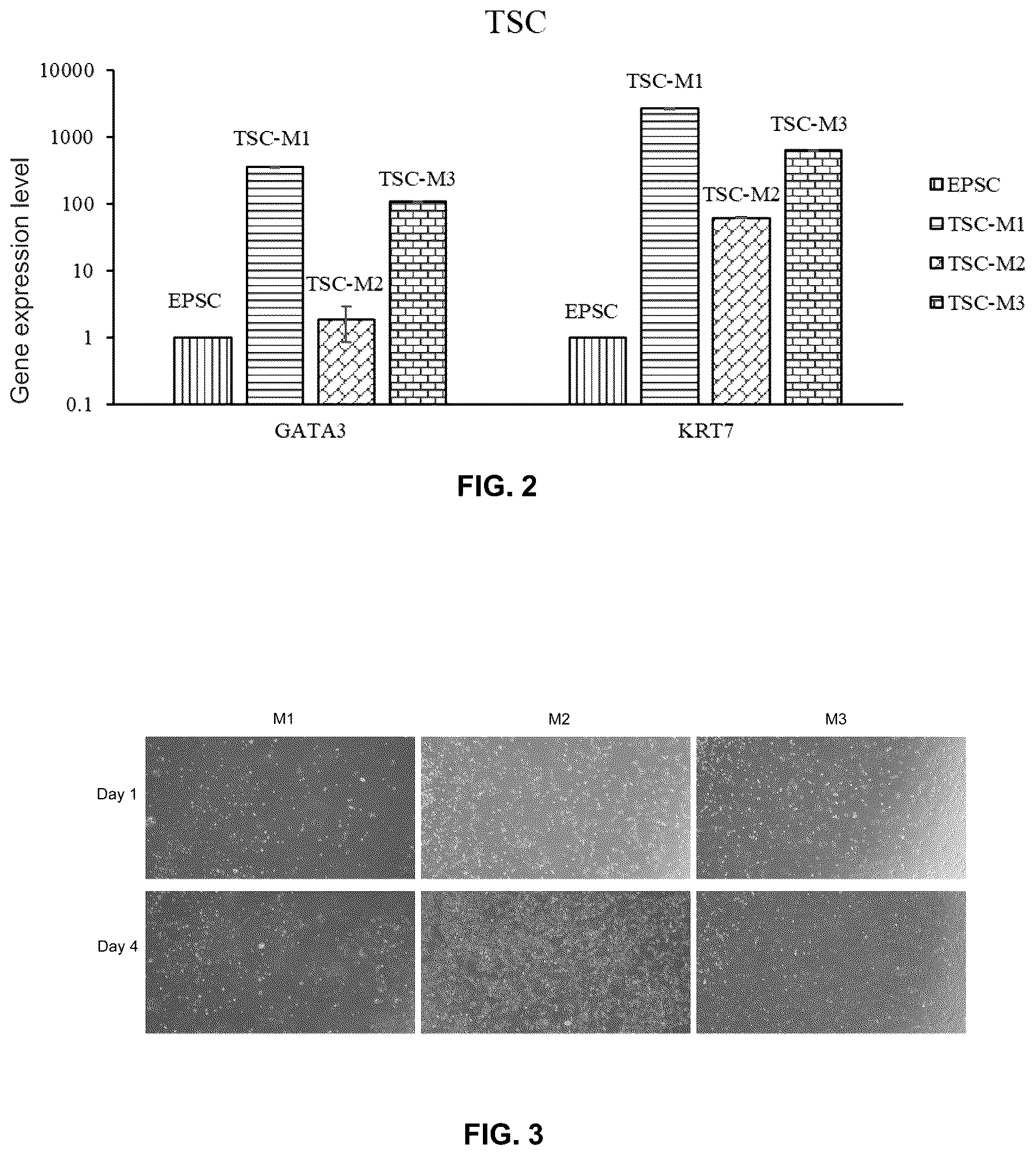 Patent US12612600 Figure 2 – Methods for preparing mesenchymal stem cells