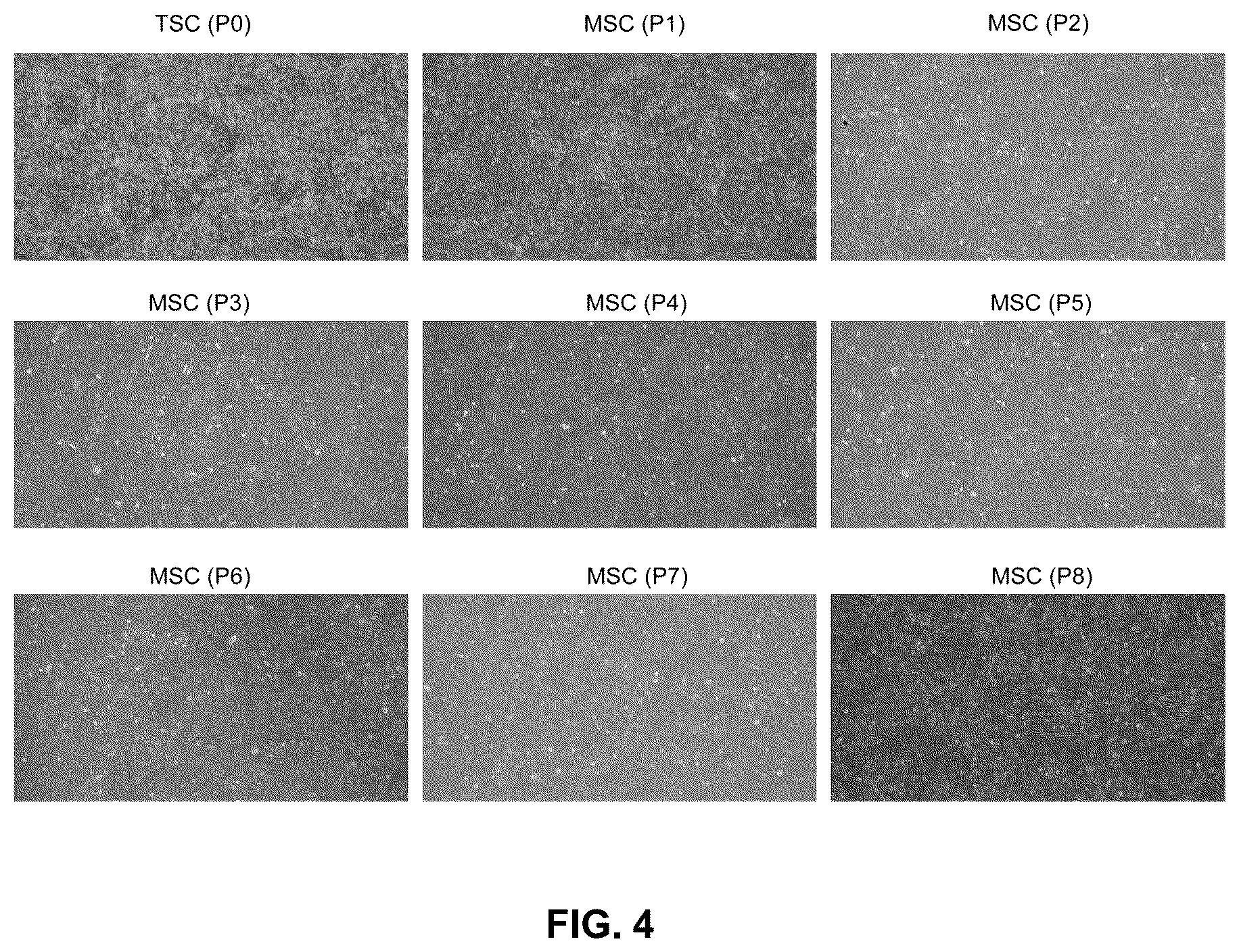 Patent US12612600 Figure 3 – Methods for preparing mesenchymal stem cells
