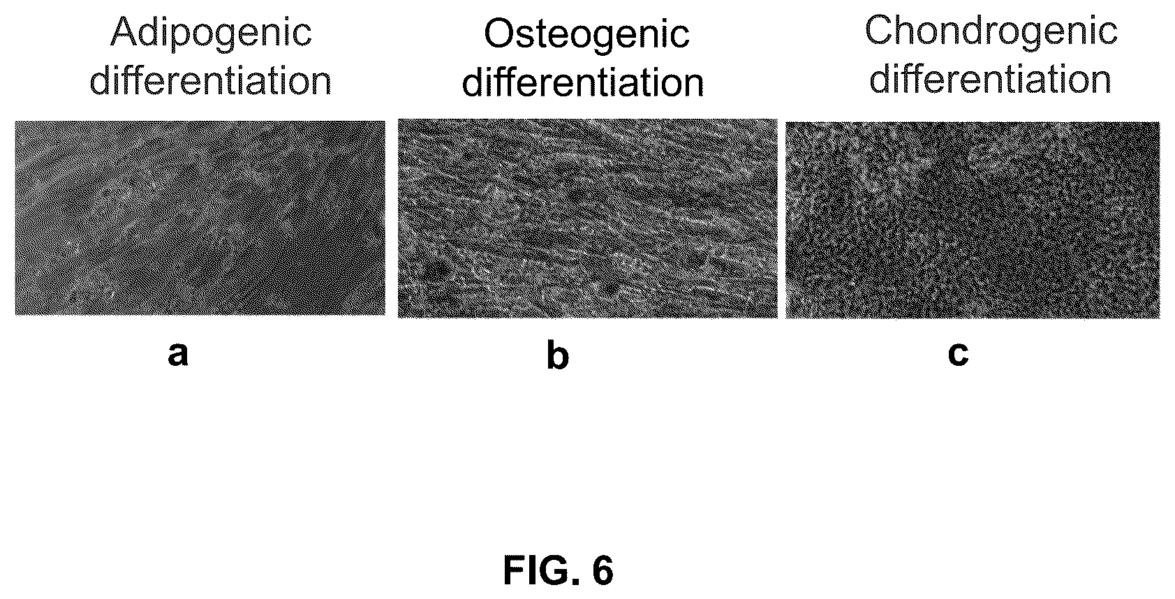 Patent US12612600 Figure 5 – Methods for preparing mesenchymal stem cells