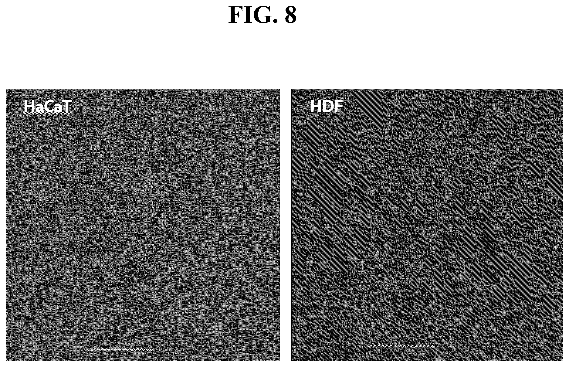 Patent US12612601 Figure 7 – Use of cross-flow filtration device for preparing functional exosome