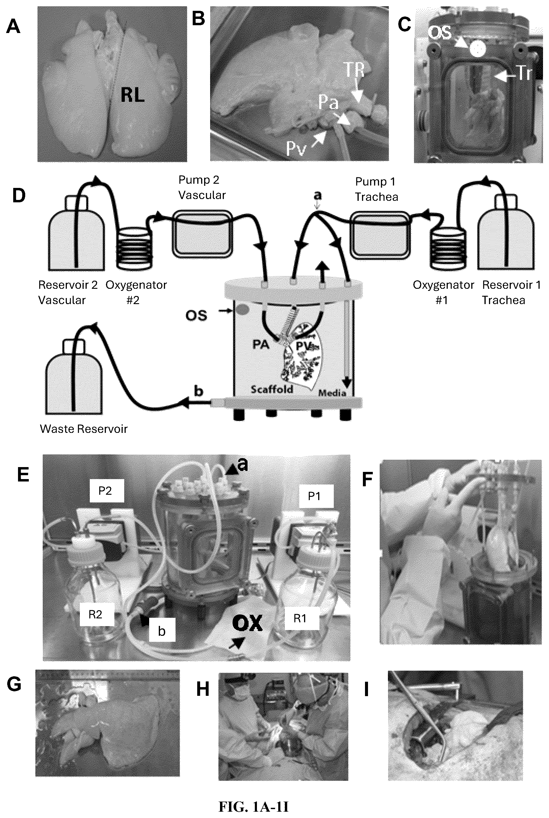 Patent US12612602 Figure 1 – Production of a bioengineered lung