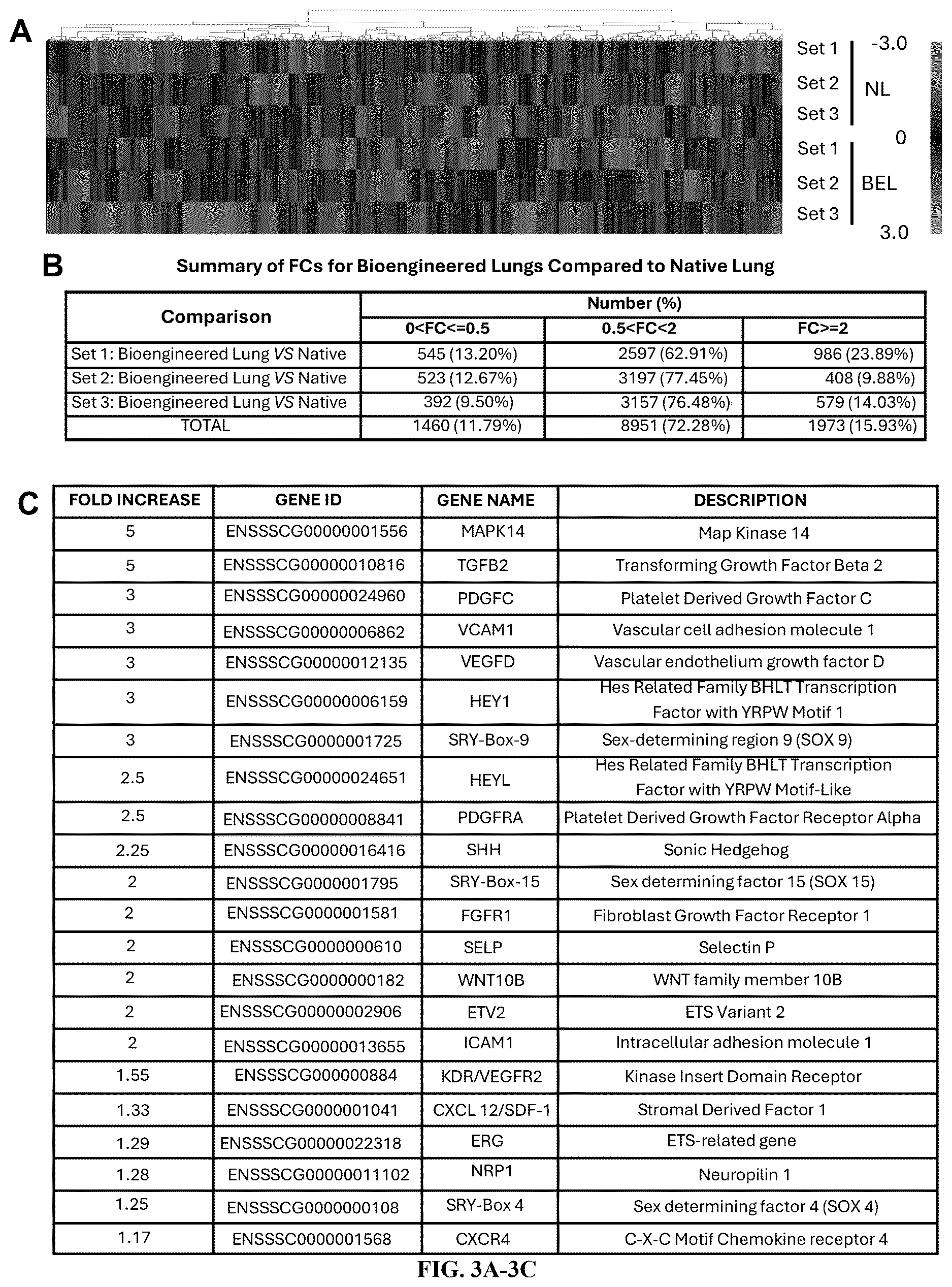Patent US12612602 Figure 3 – Production of a bioengineered lung