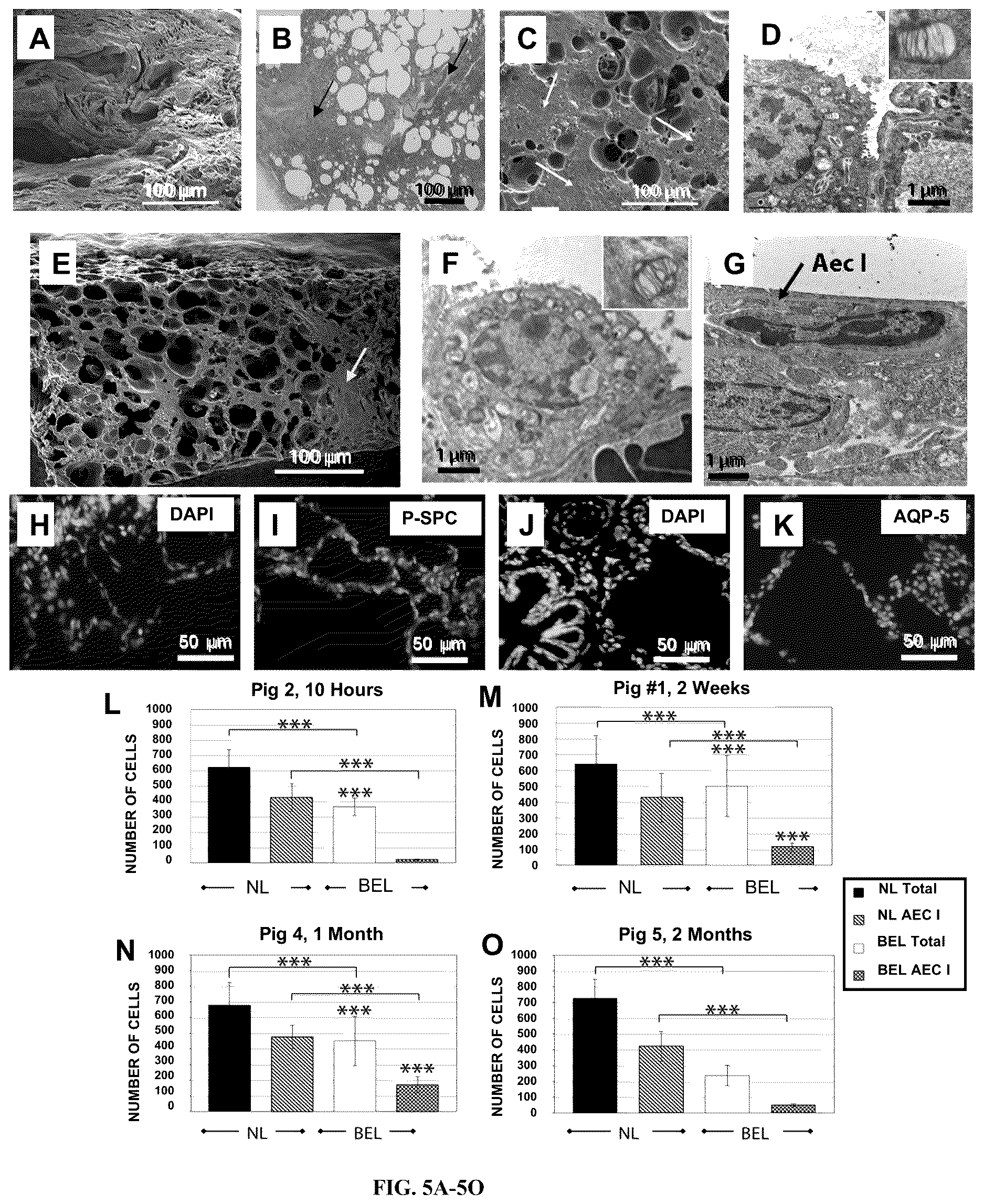 Patent US12612602 Figure 5 – Production of a bioengineered lung