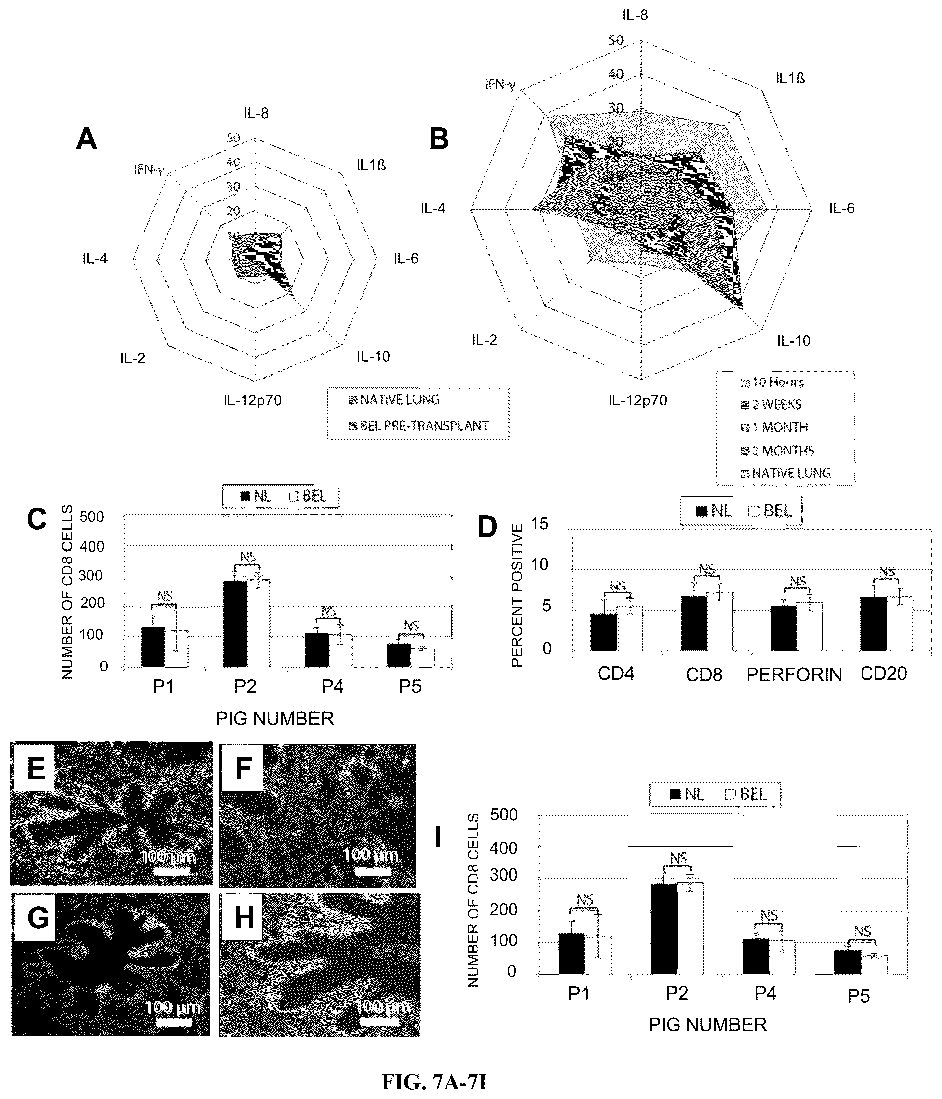 Patent US12612602 Figure 7 – Production of a bioengineered lung