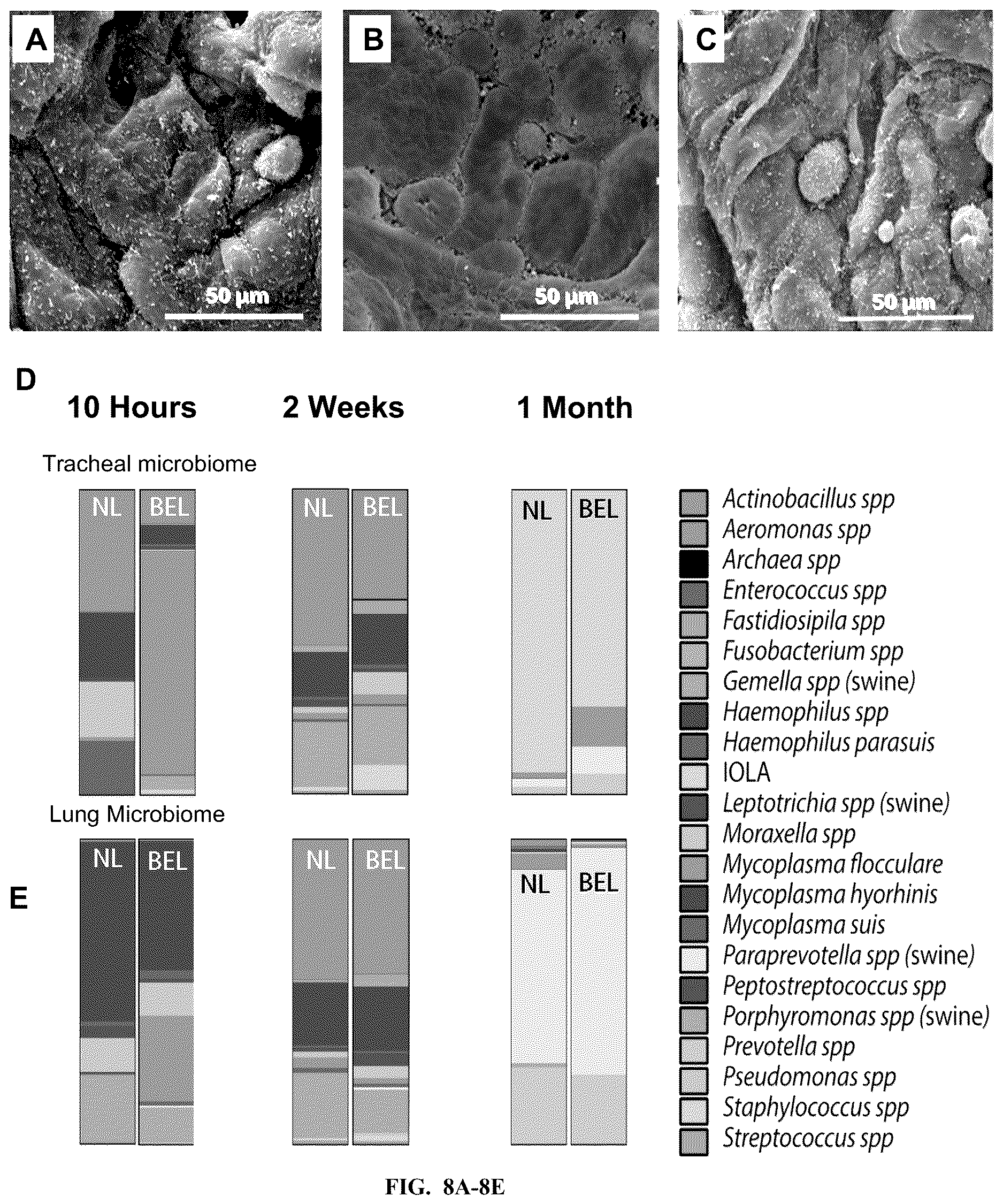 Patent US12612602 Figure 8 – Production of a bioengineered lung
