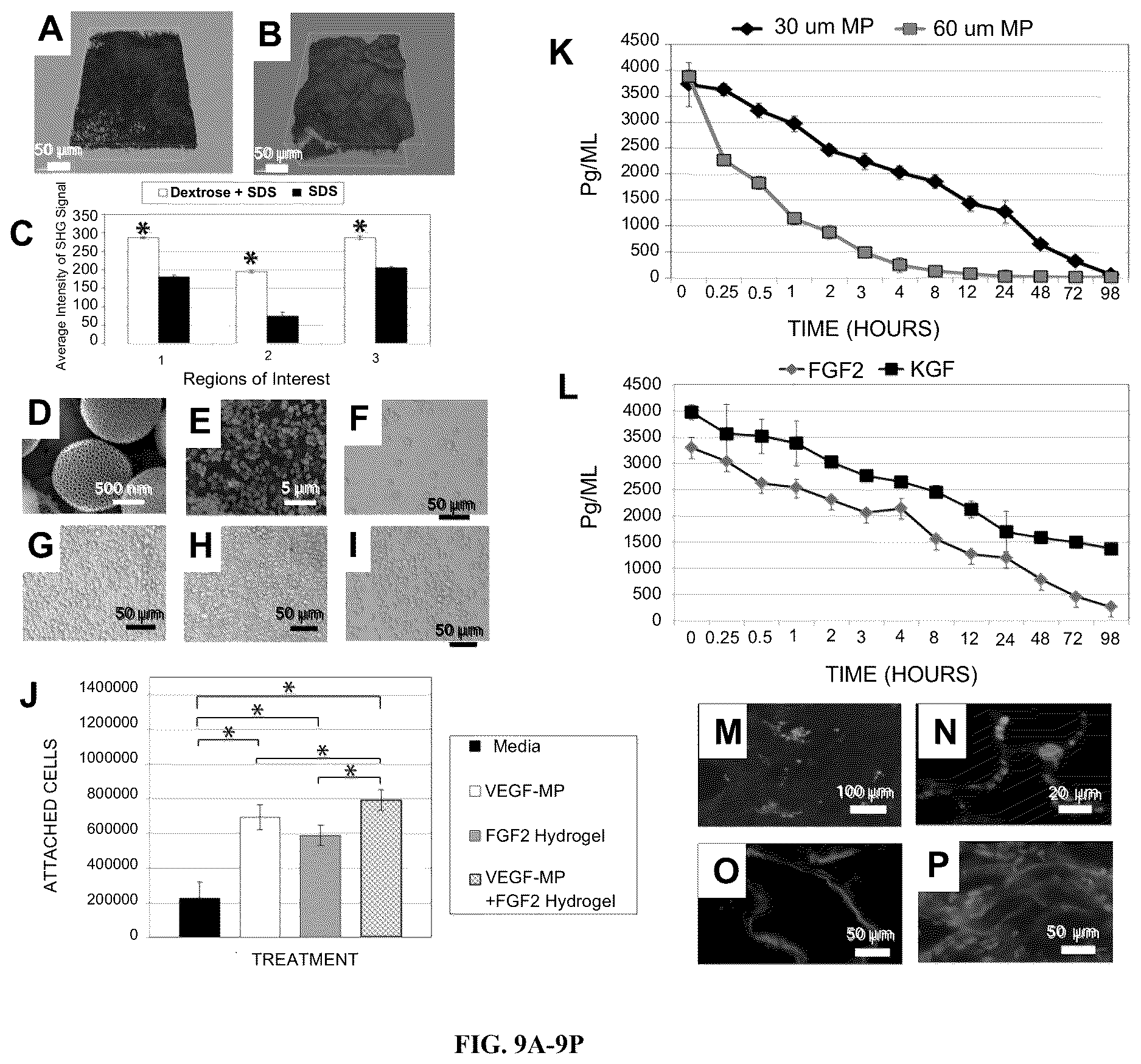 Patent US12612602 Figure 9 – Production of a bioengineered lung