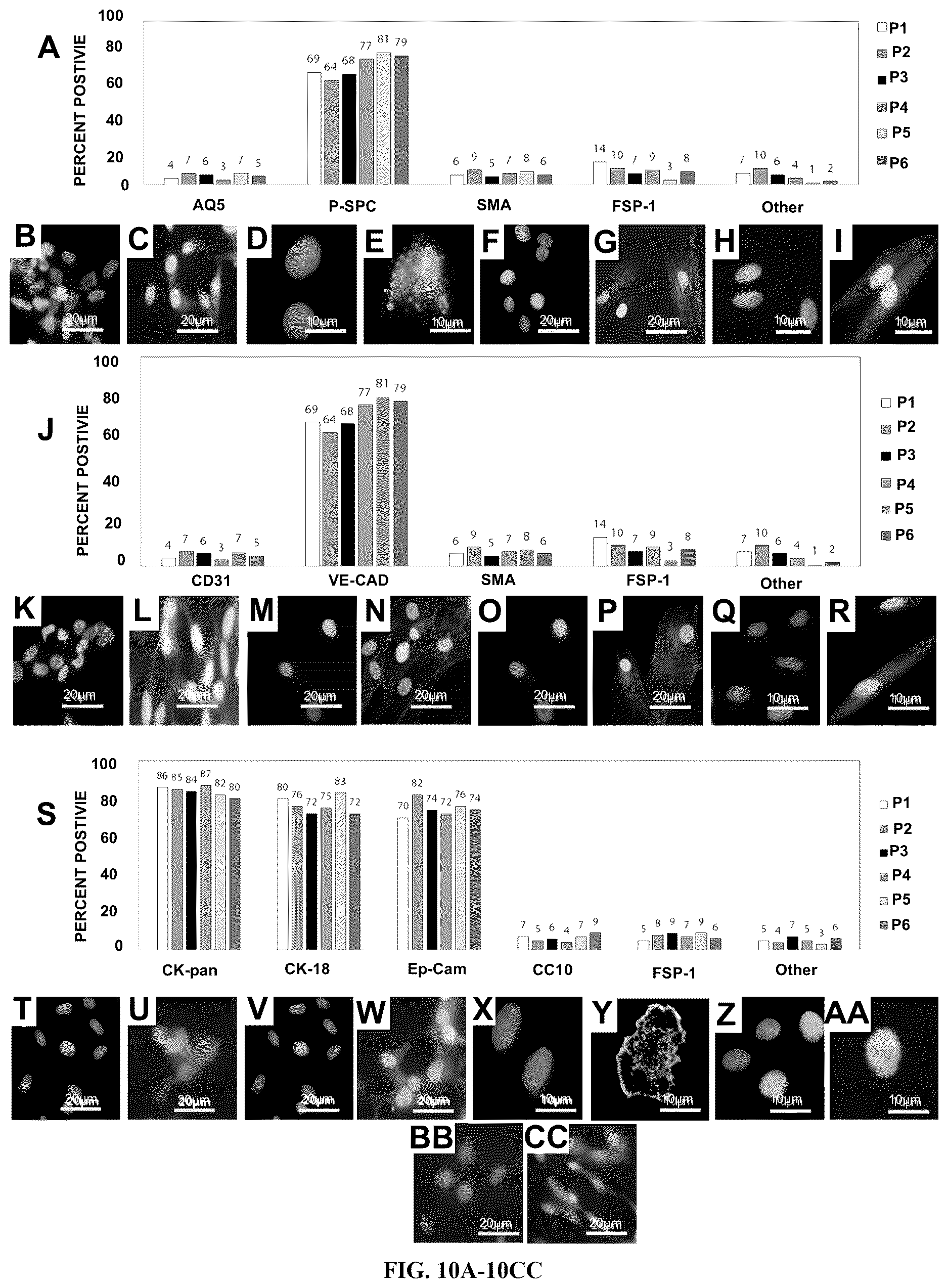 Patent US12612602 Figure 10 – Production of a bioengineered lung
