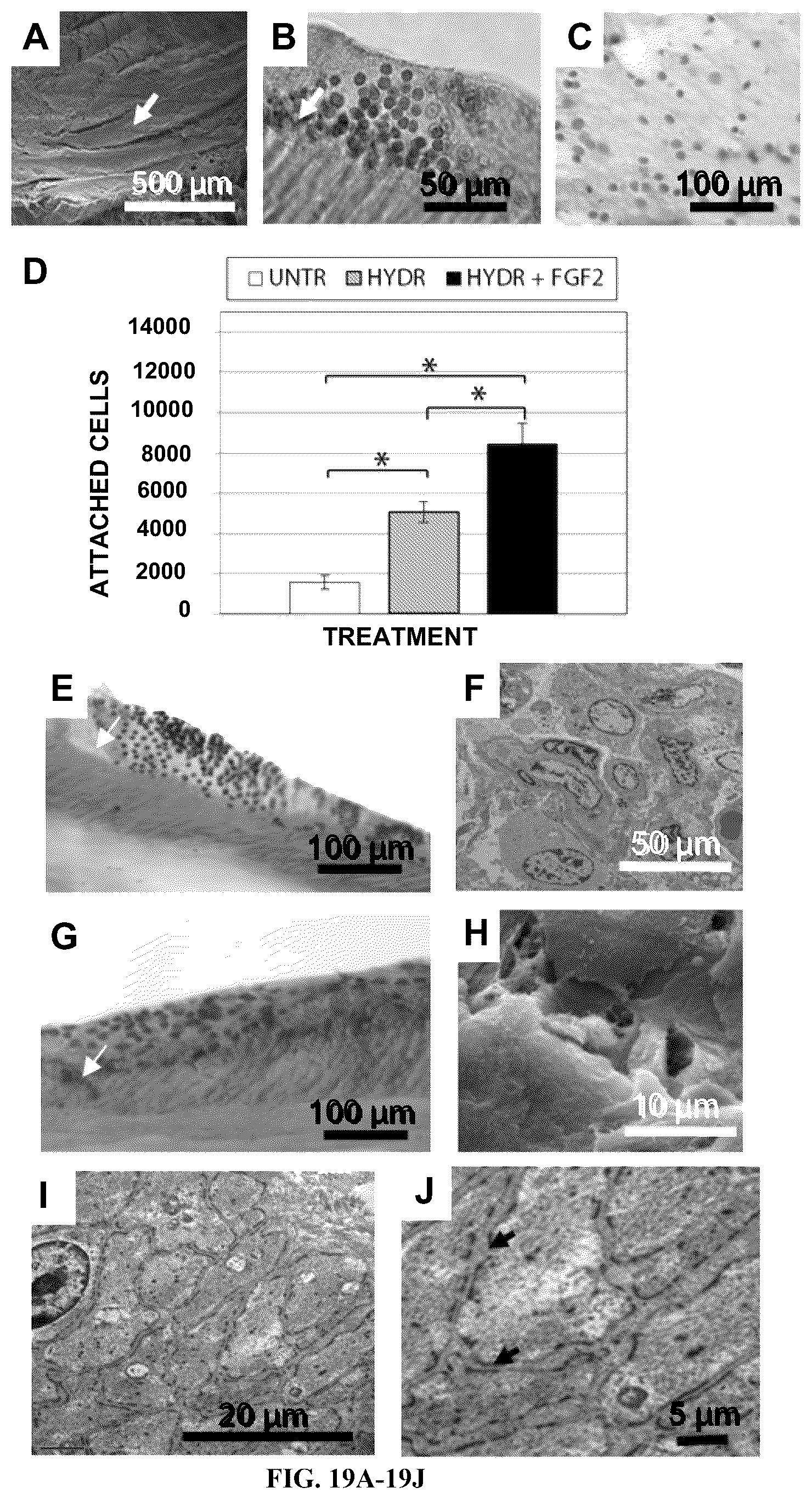 Patent US12612602 Figure 19 – Production of a bioengineered lung