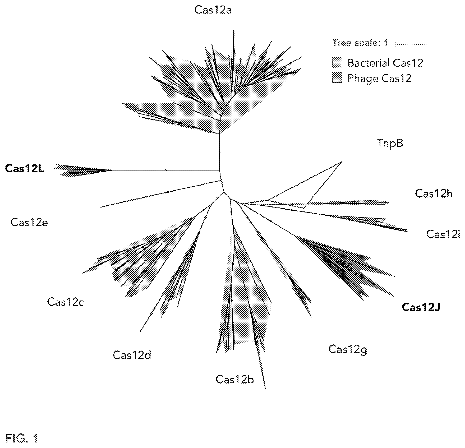 Patent US12612607 — CRISPR-Cas effector polypeptides and methods of use thereof — Figure 1