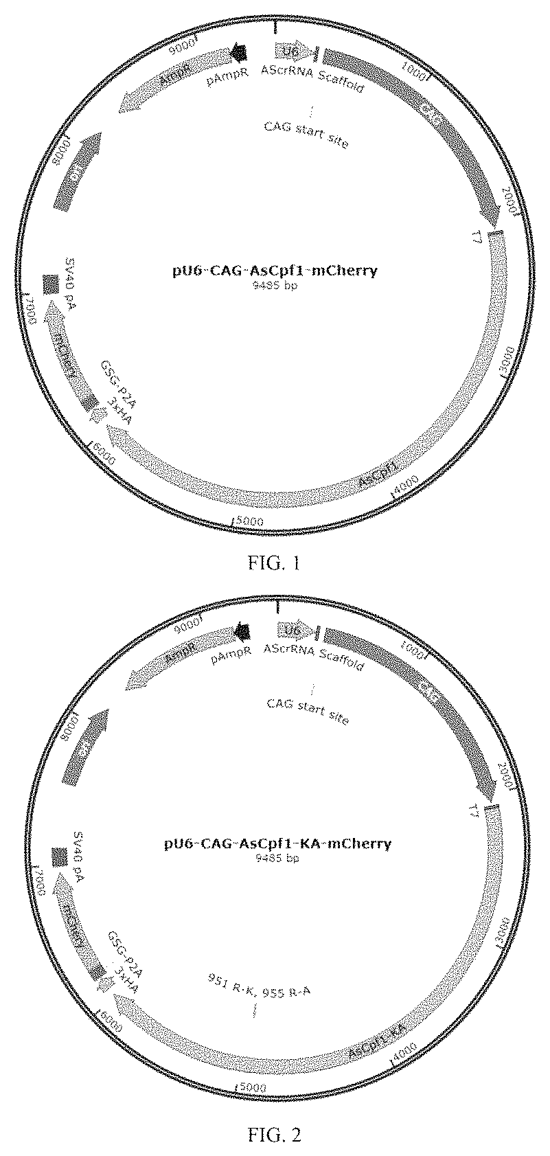 Patent US12612608 Figure 1 – Construction of high-fidelity CRISPR/ASCPF1 mutant and uses thereof