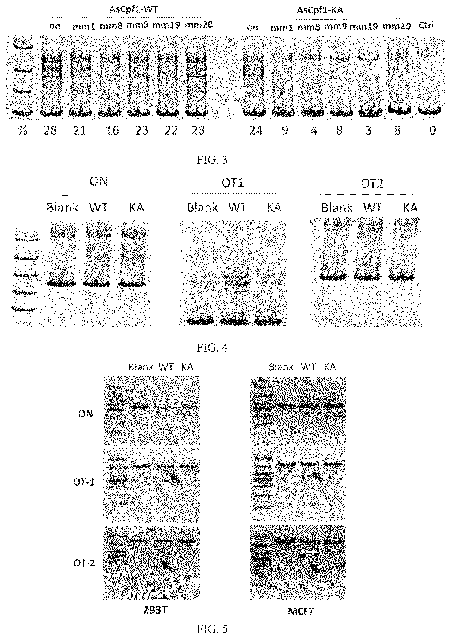 Patent US12612608 Figure 2 – Construction of high-fidelity CRISPR/ASCPF1 mutant and uses thereof