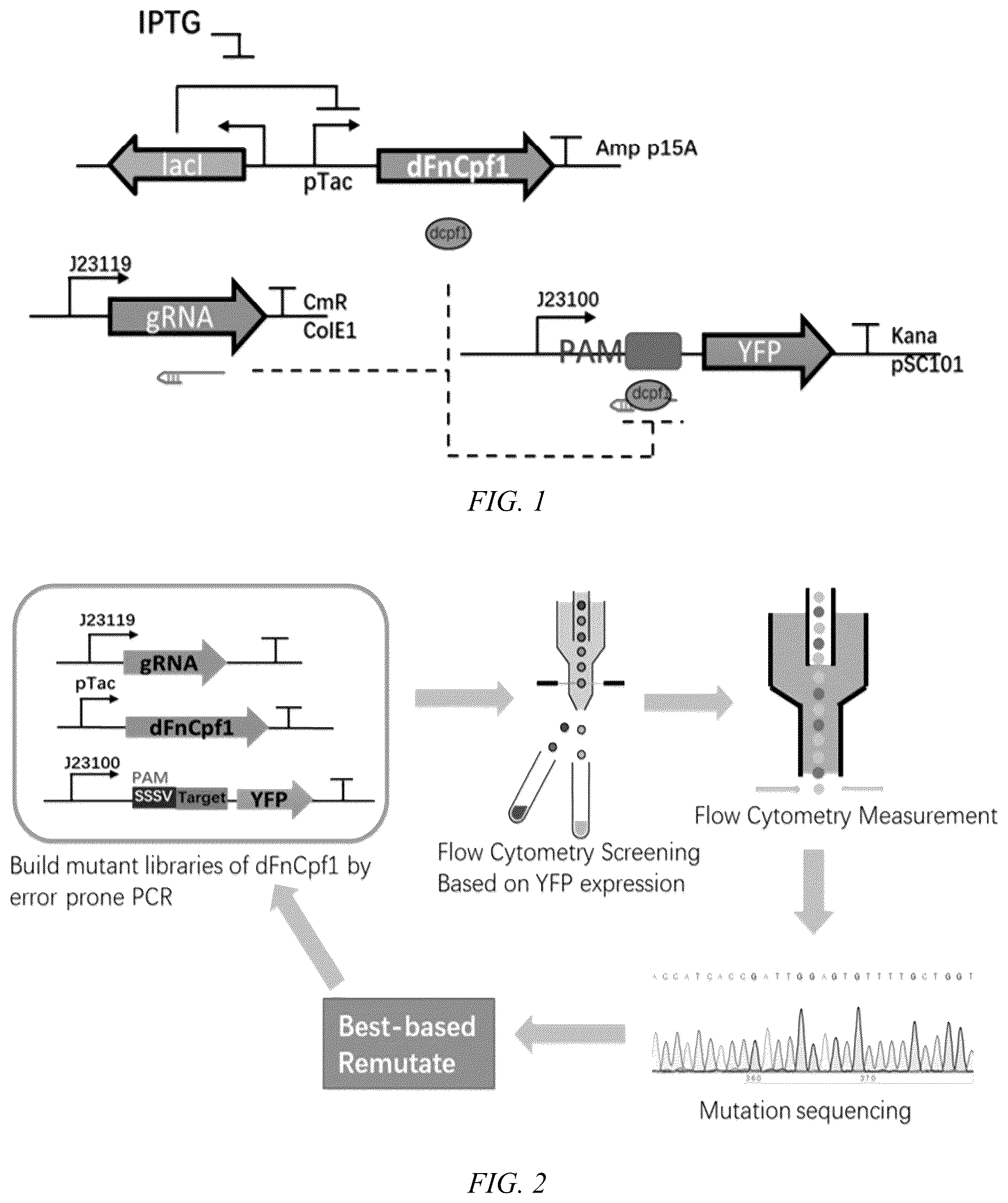 Patent US12612609 Figure 1 – FnCpf1 mutant for broad-spectrum identification on PAM sequence ans use thereof