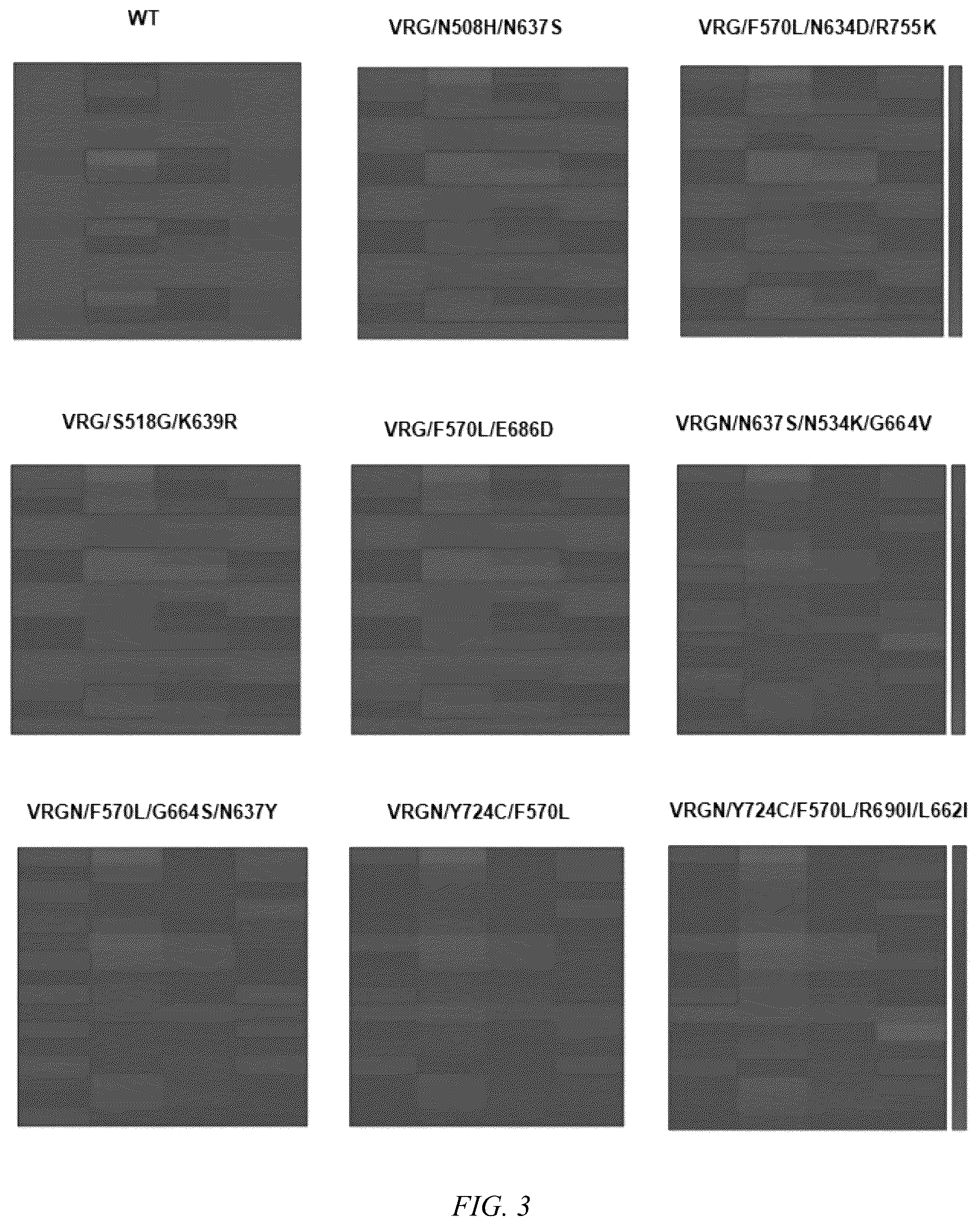 Patent US12612609 Figure 2 – FnCpf1 mutant for broad-spectrum identification on PAM sequence ans use thereof